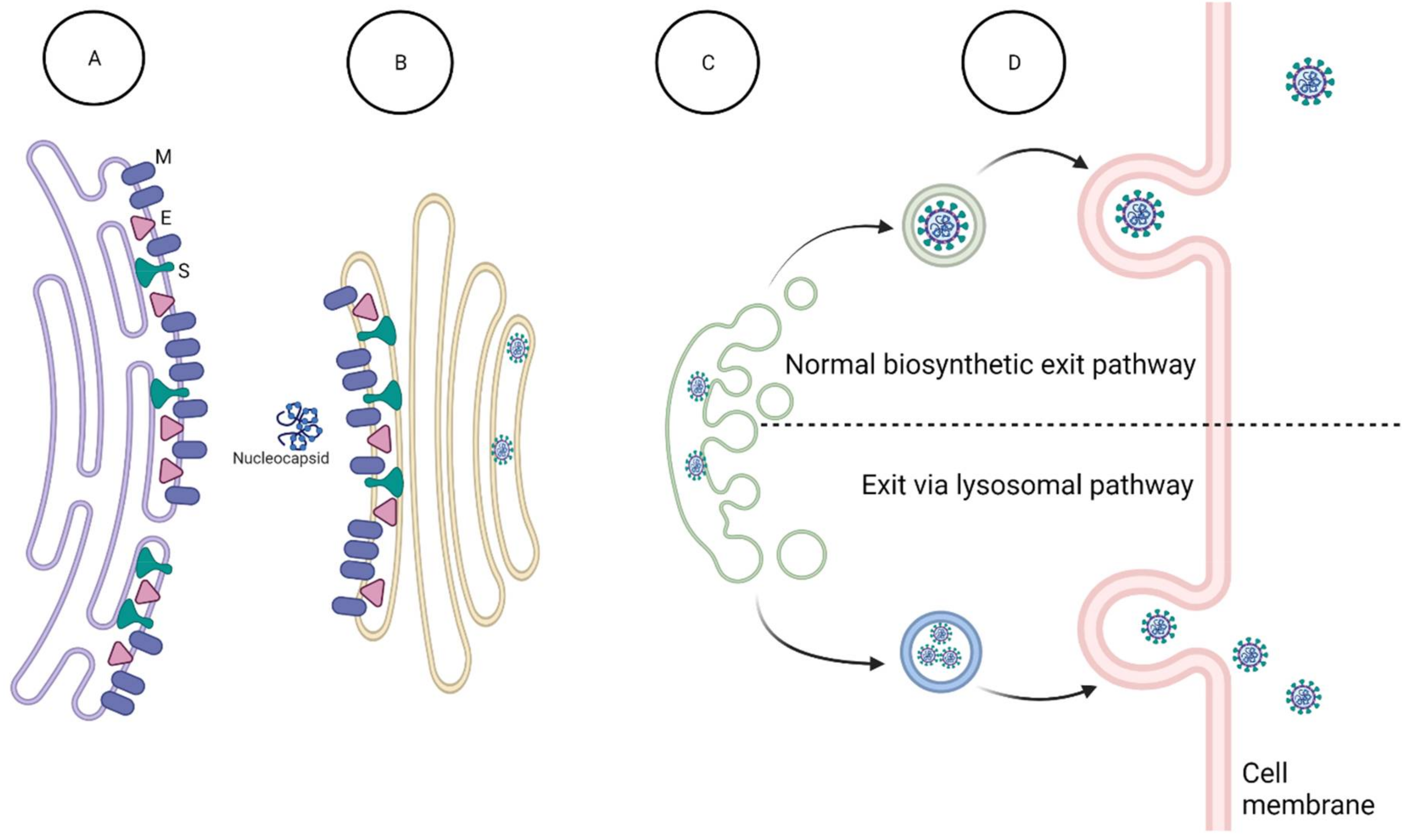 Viruses 14 00563 g011 Viruses 14 00563 g011