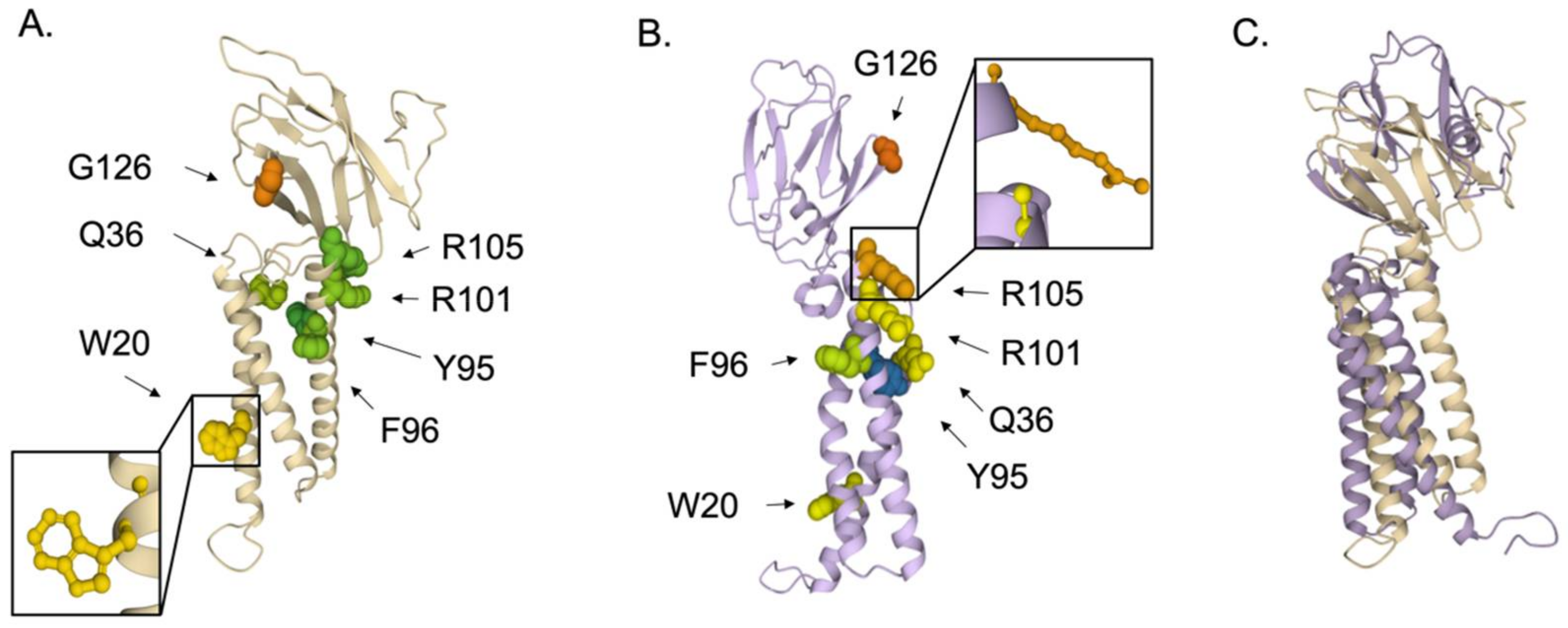 Viruses 14 00563 g012 Viruses 14 00563 g012