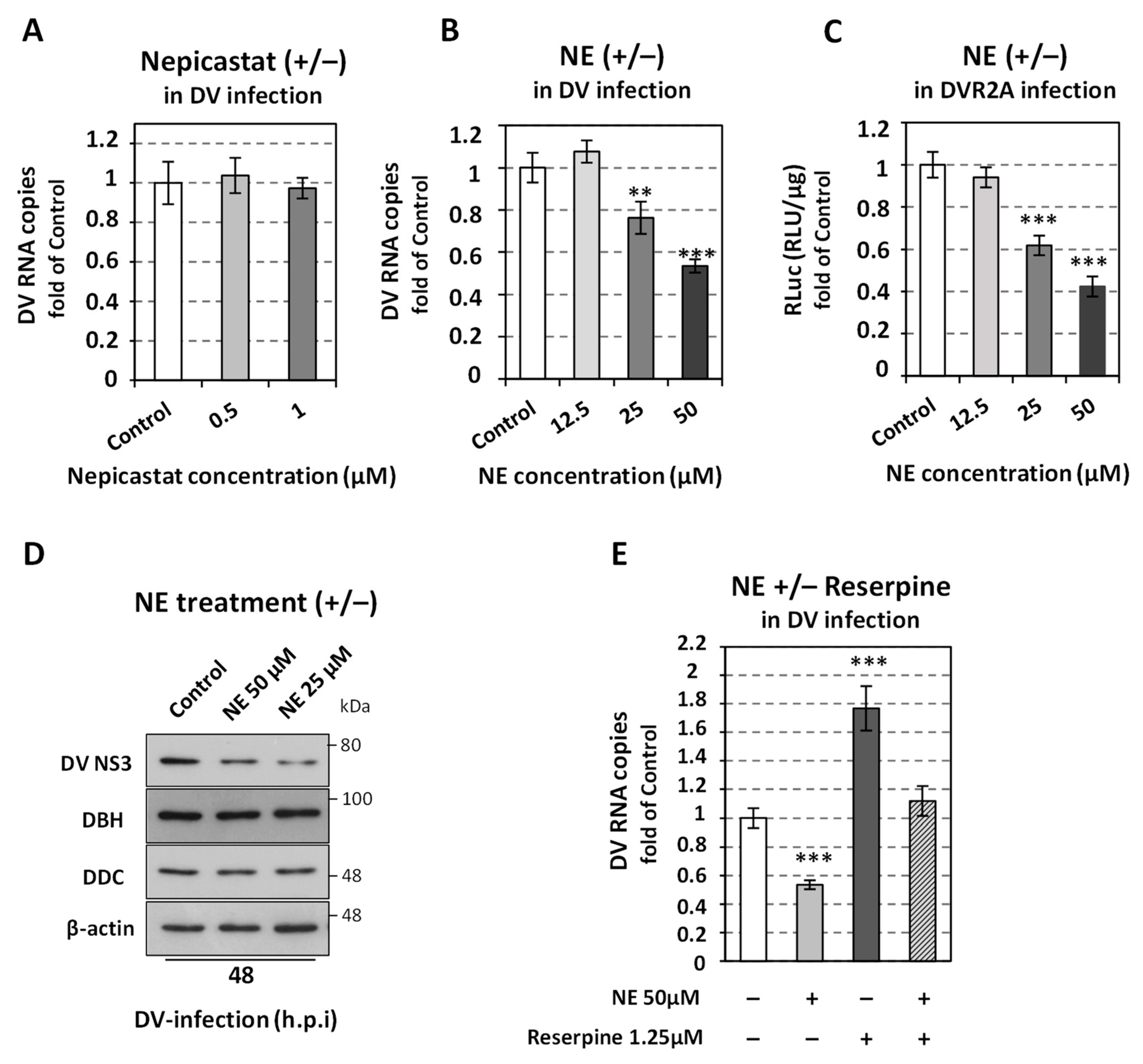 Viruses 14 00564 g007 Viruses 14 00564 g007