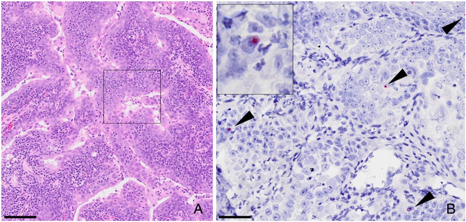 Viruses 14 00566 g002