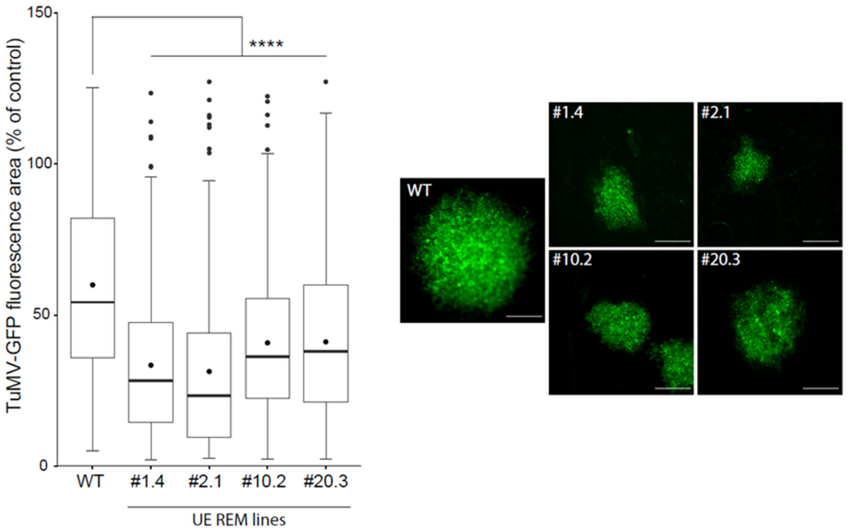 Viruses 14 00574 g002