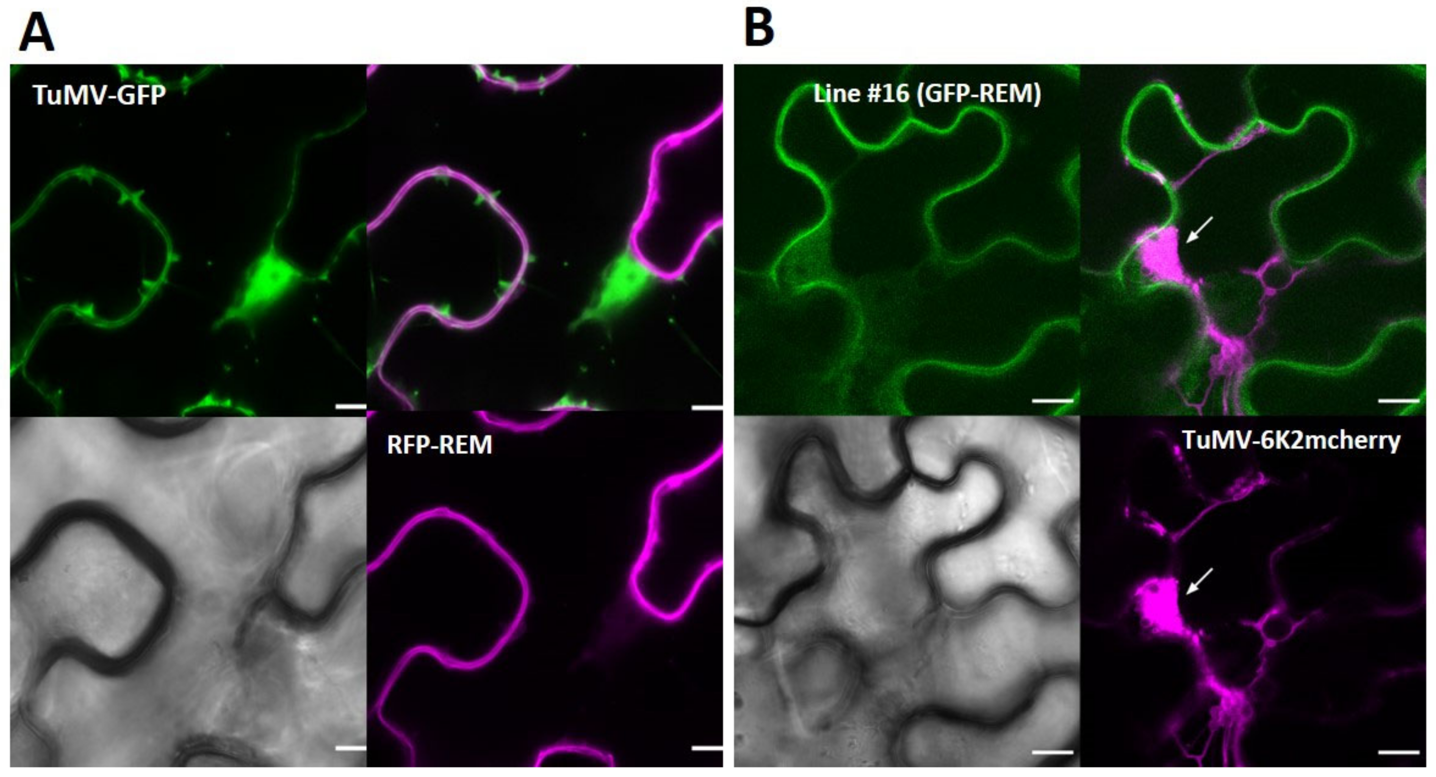 Viruses 14 00574 g006