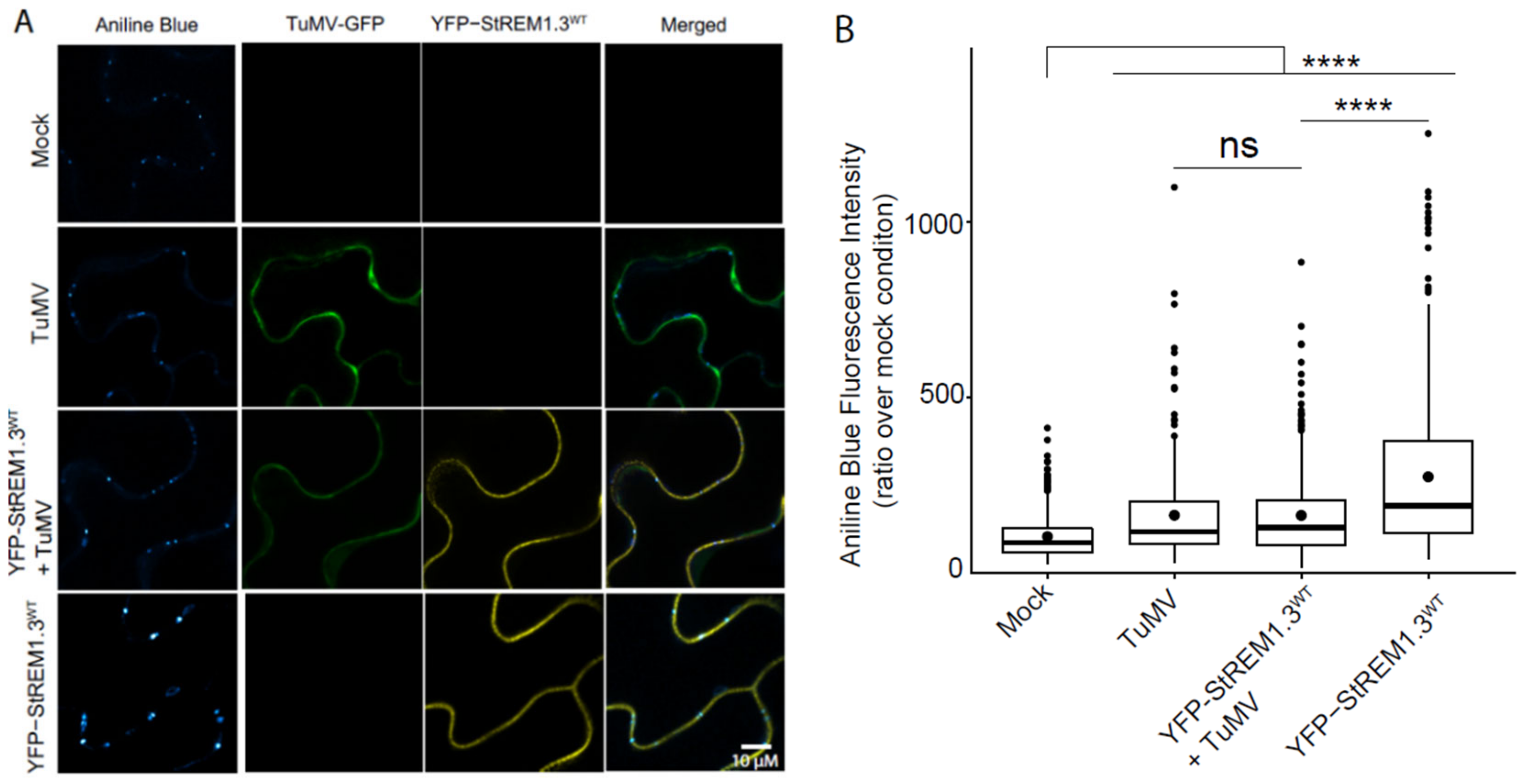 Viruses 14 00574 g008