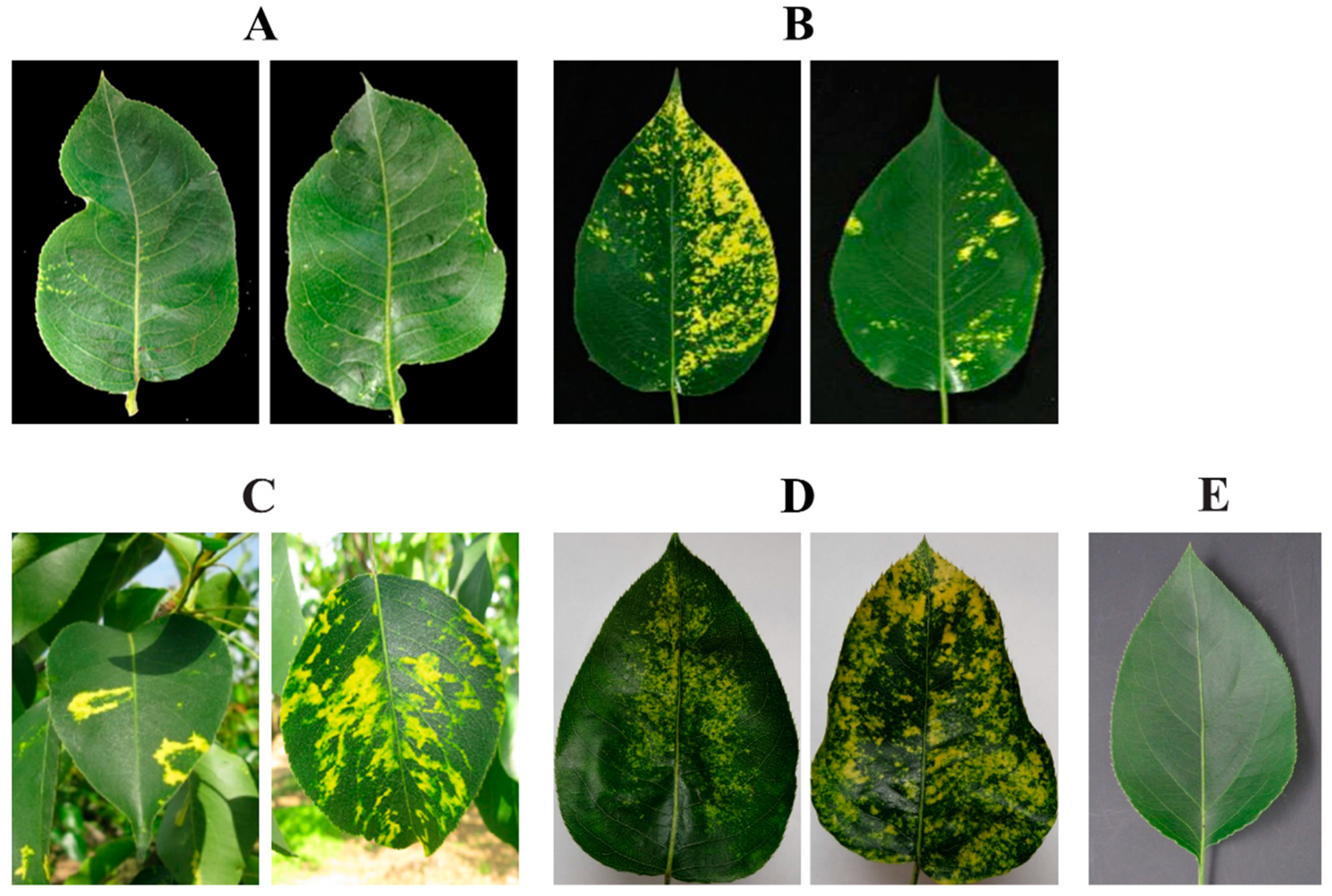 Viruses 14 00576 g001