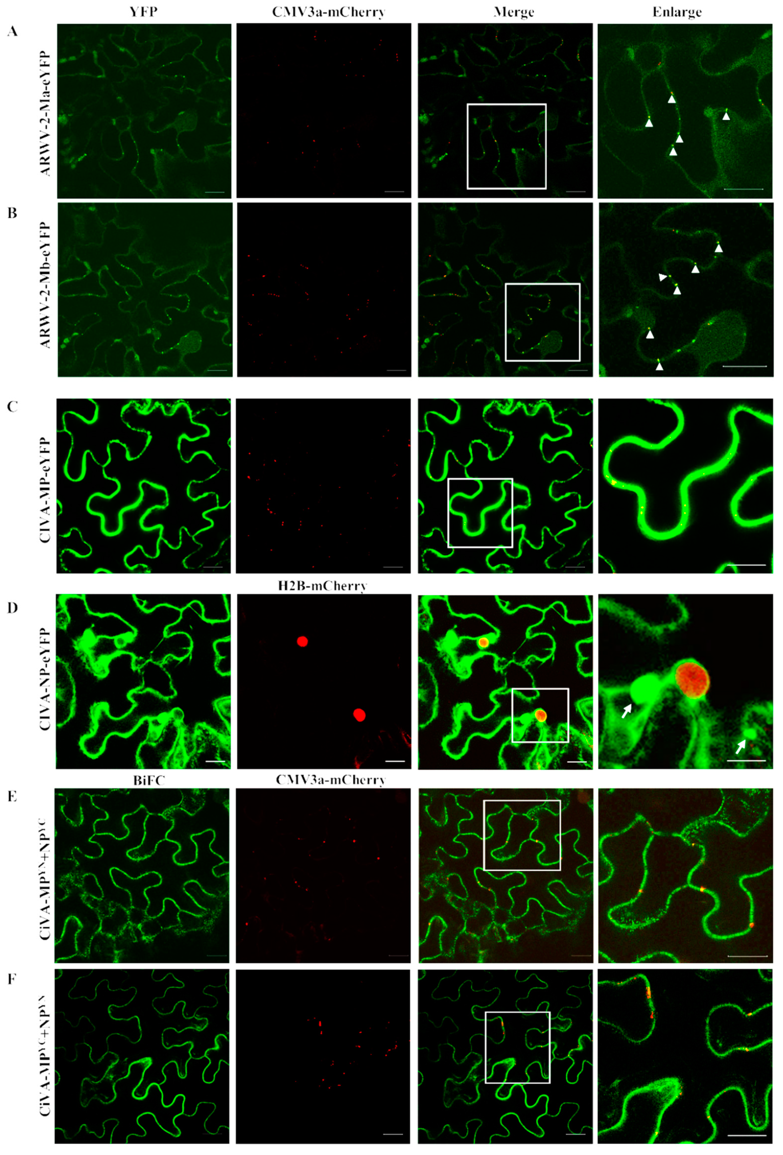 Viruses 14 00576 g004