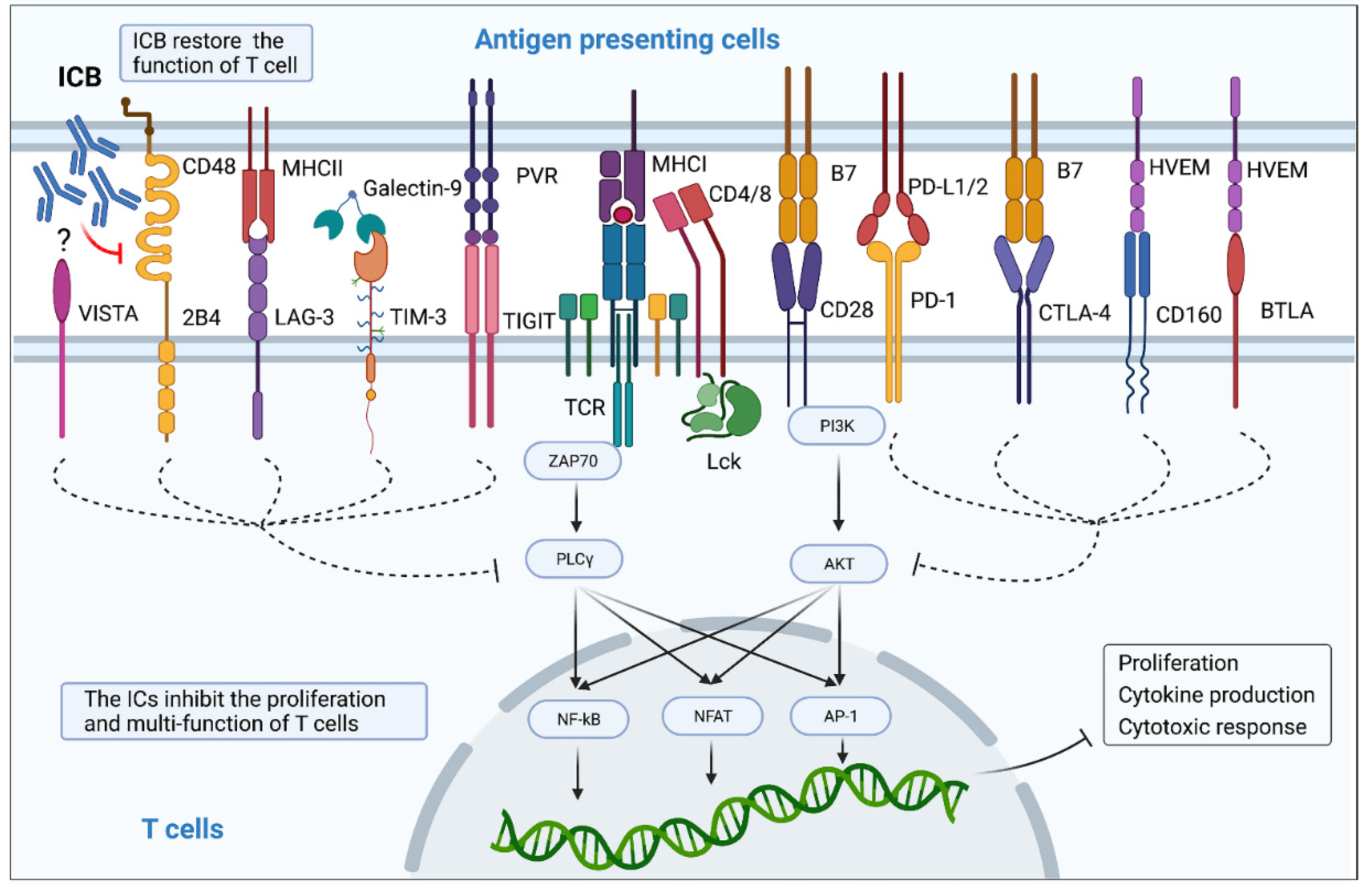 Viruses | Free Full-Text | Expression Profile and Biological Role 