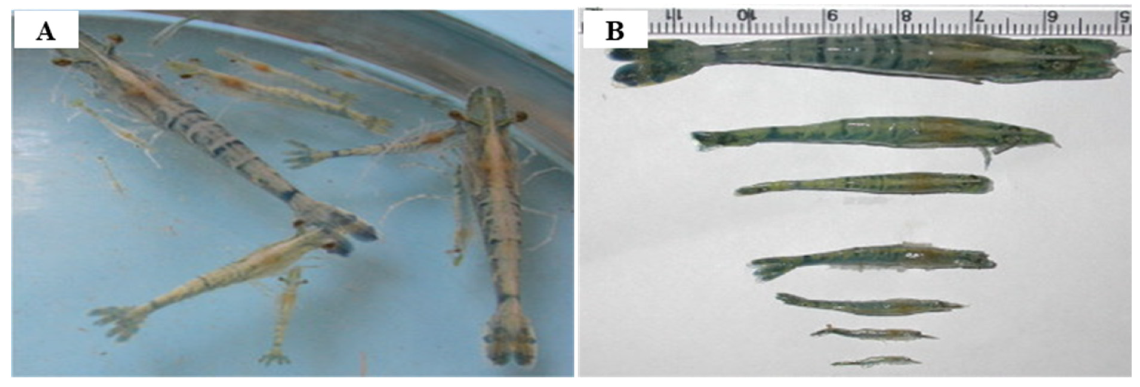 Viruses 14 00585 g010 Viruses 14 00585 g010