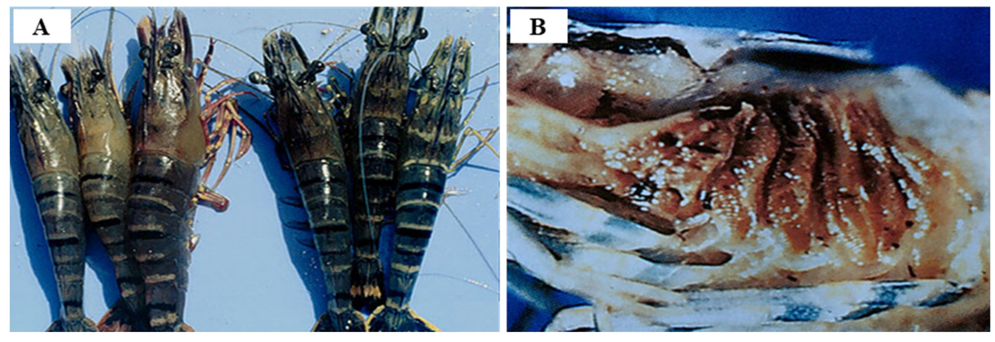 Viruses 14 00585 g016 Viruses 14 00585 g016