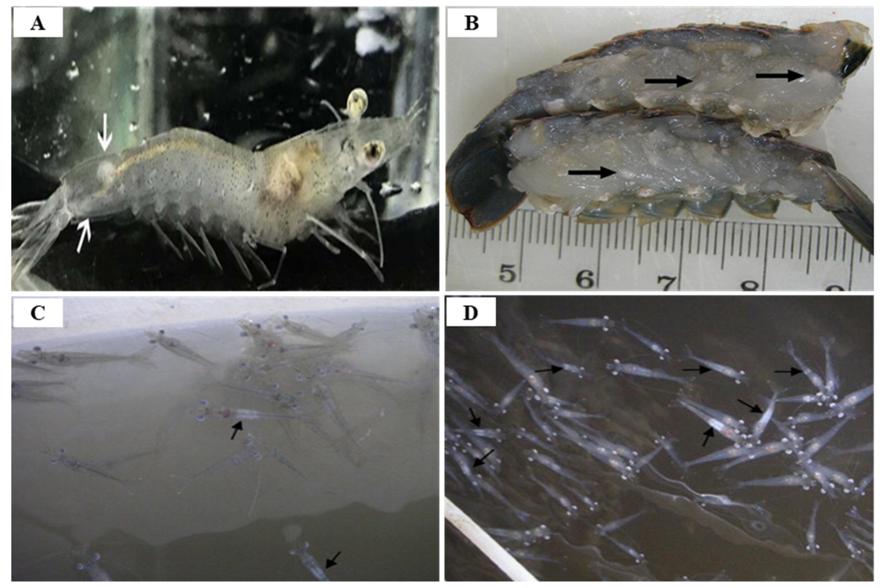 Viruses 14 00585 g022 Viruses 14 00585 g022