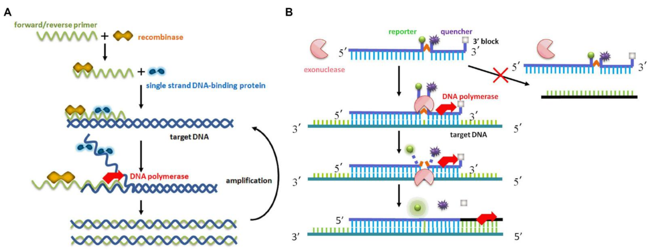 Viruses | Free Full-Text | Development and Application of a 