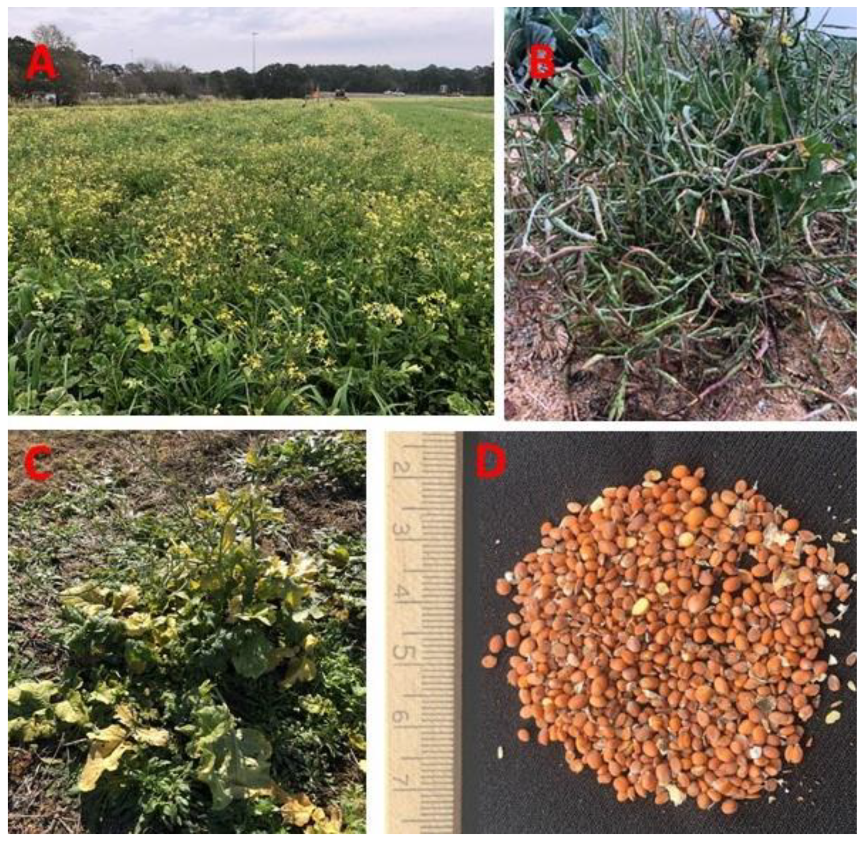 Viruses 14 00593 g001