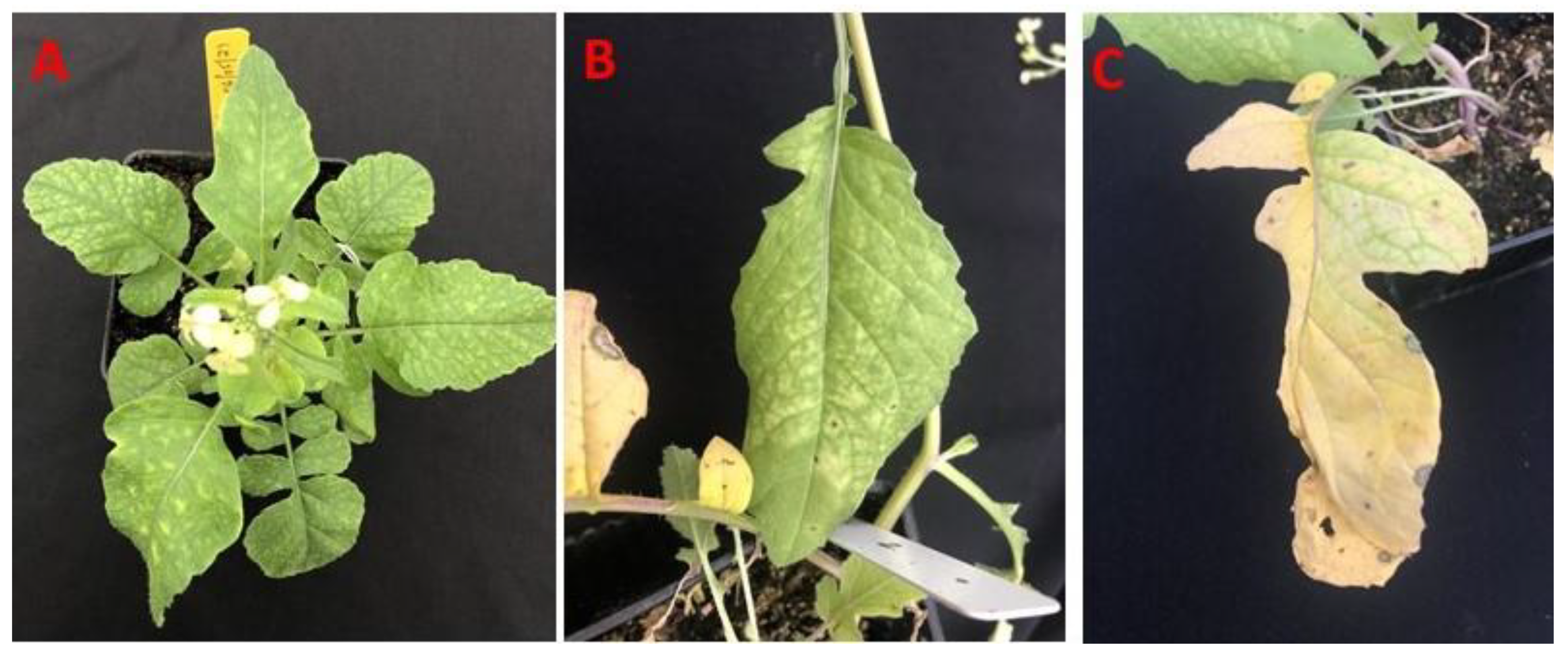 Viruses 14 00593 g003