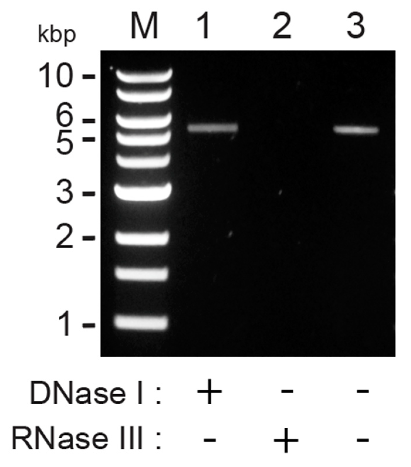 Viruses 14 00594 g001