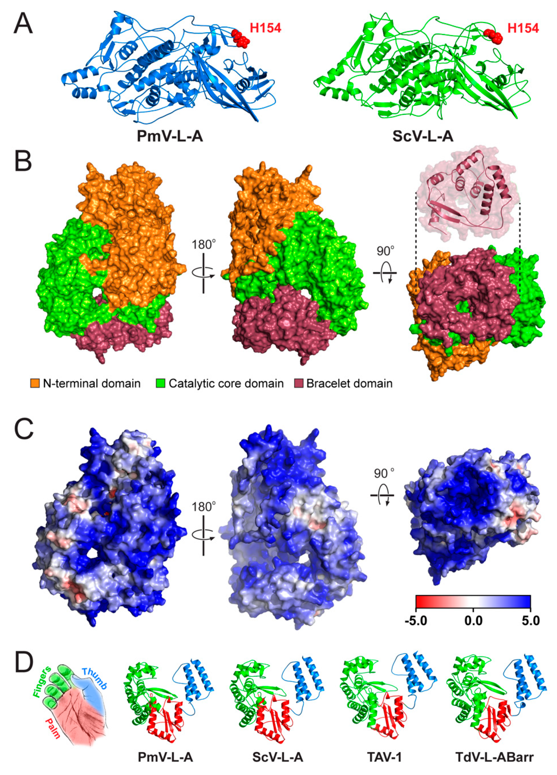 Viruses 14 00594 g004