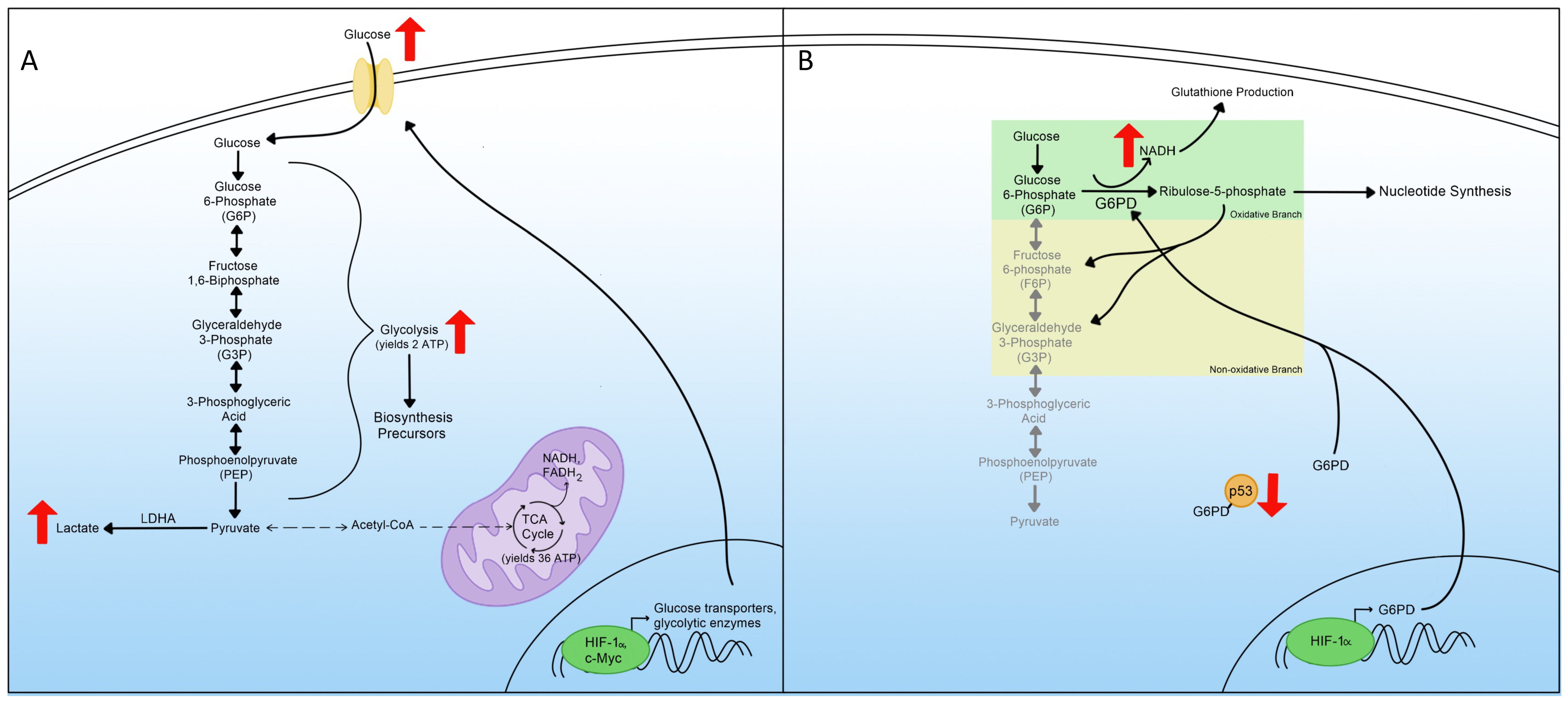 Viruses 14 00602 g002 550