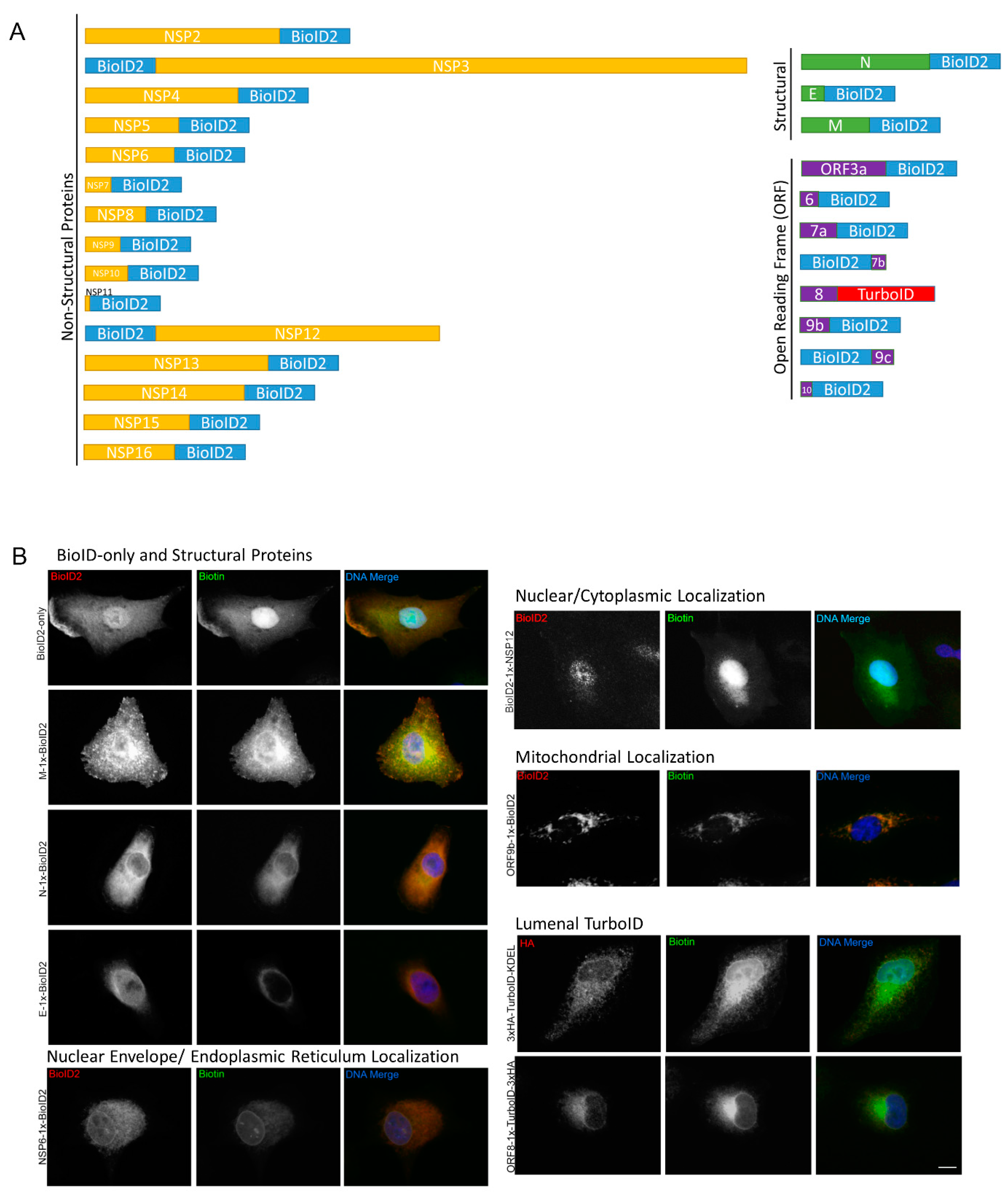 Viruses 14 00611 g001