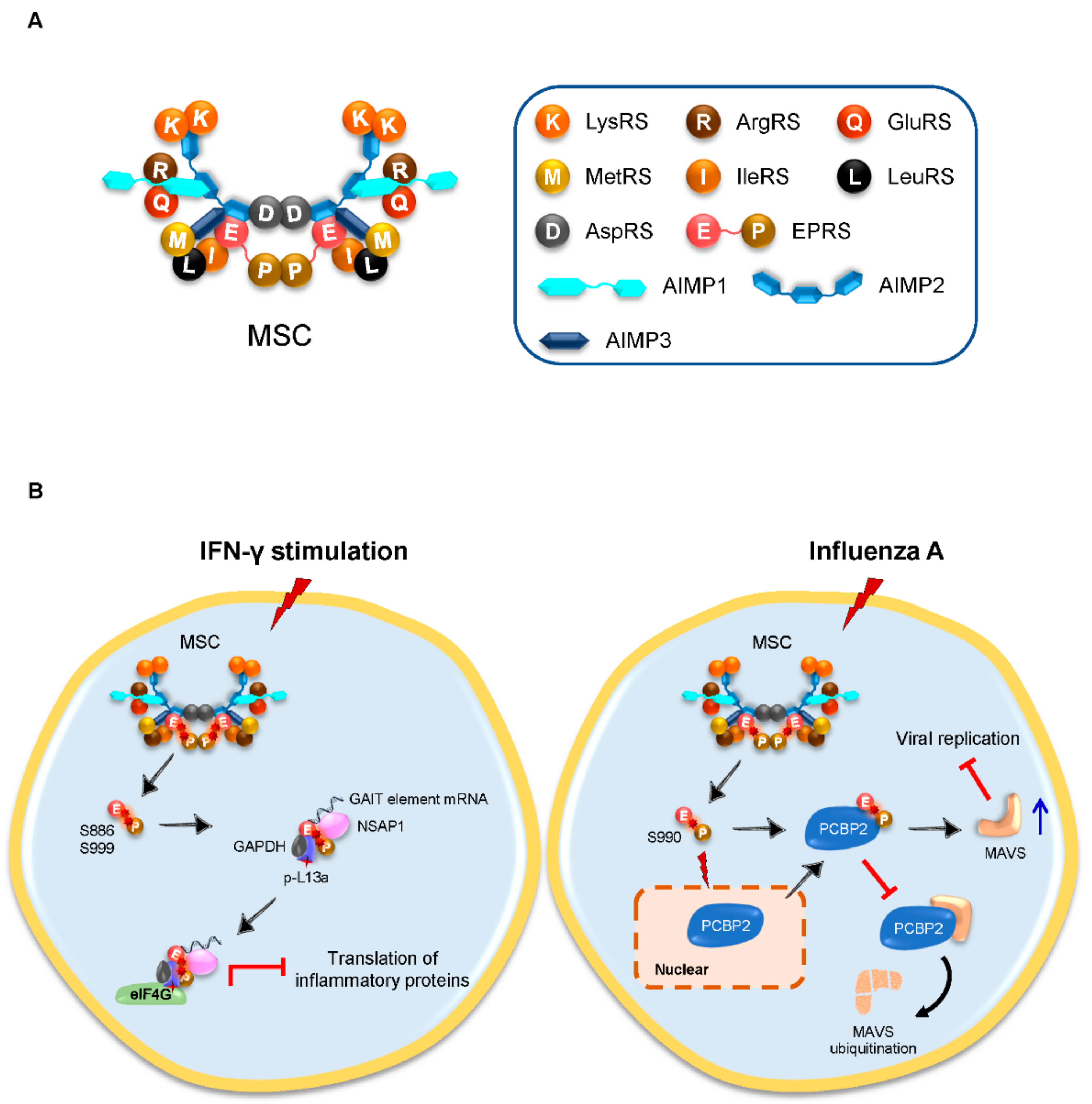 Viruses 14 00613 g001