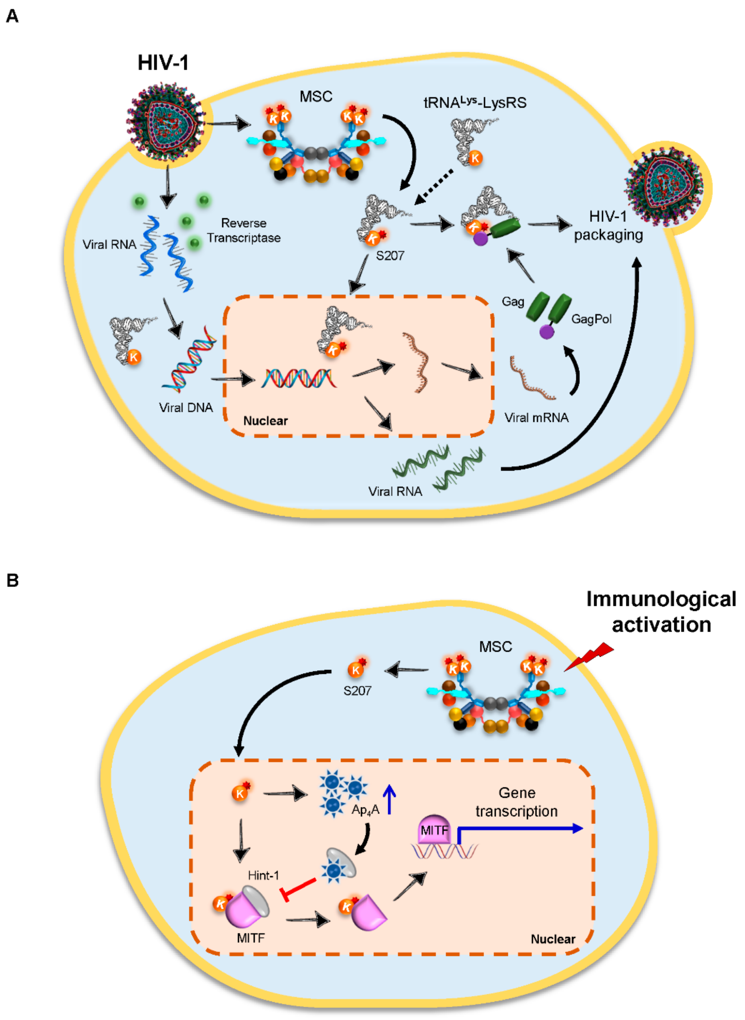Viruses 14 00613 g003