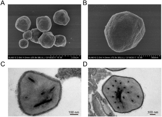 Viruses | Free Full-Text | A Renewed Appreciation of Helicoverpa 