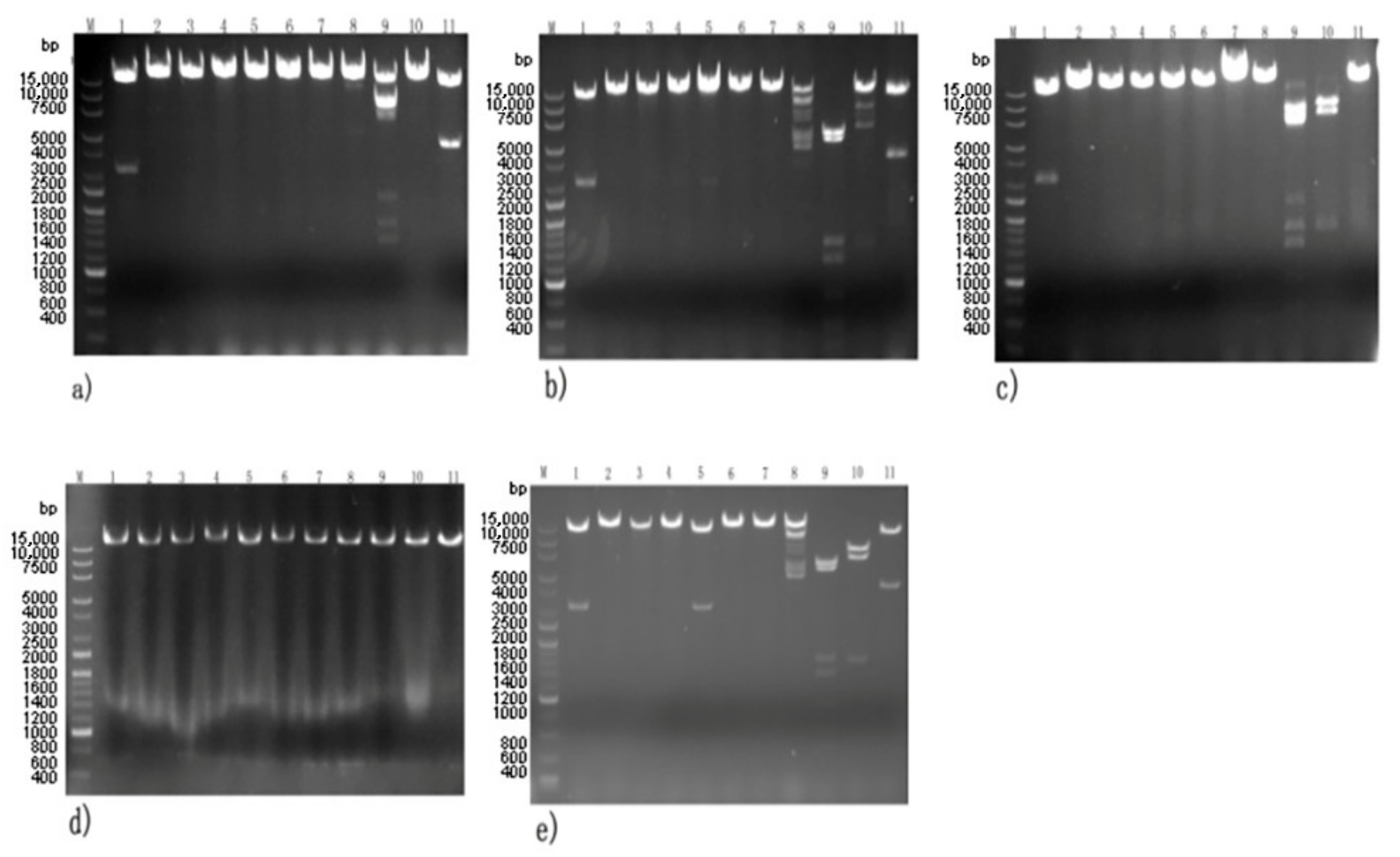 Viruses 14 00620 g005