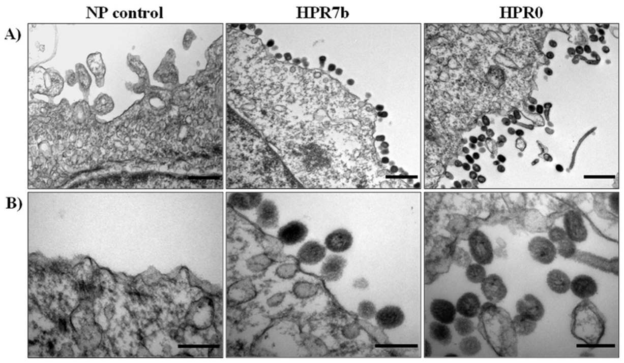 Viruses 14 00631 g002 Viruses 14 00631 g002