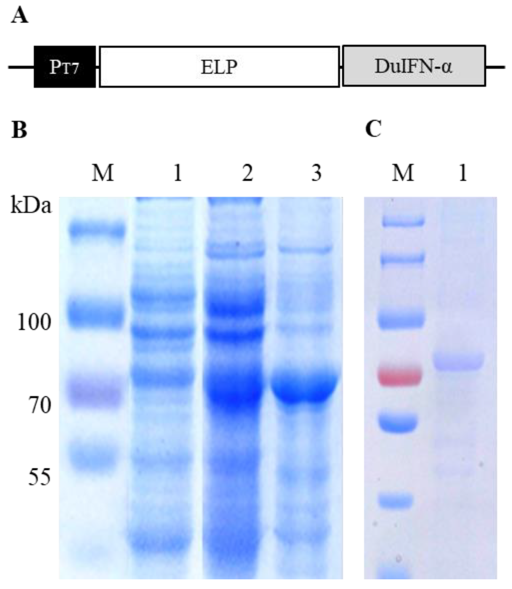 Viruses 14 00633 g001 550
