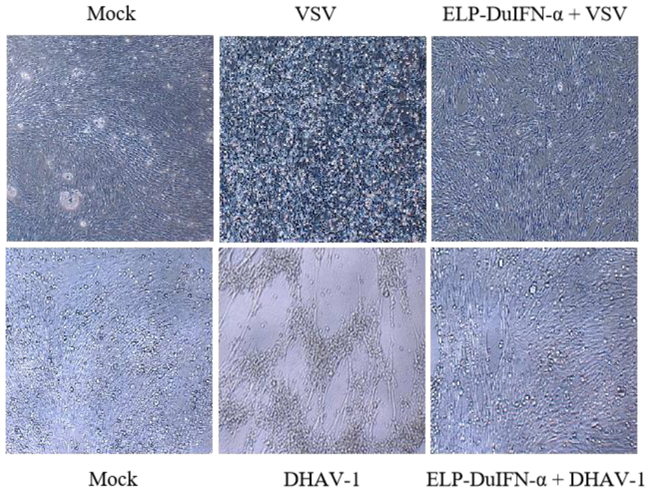 Viruses 14 00633 g002 550