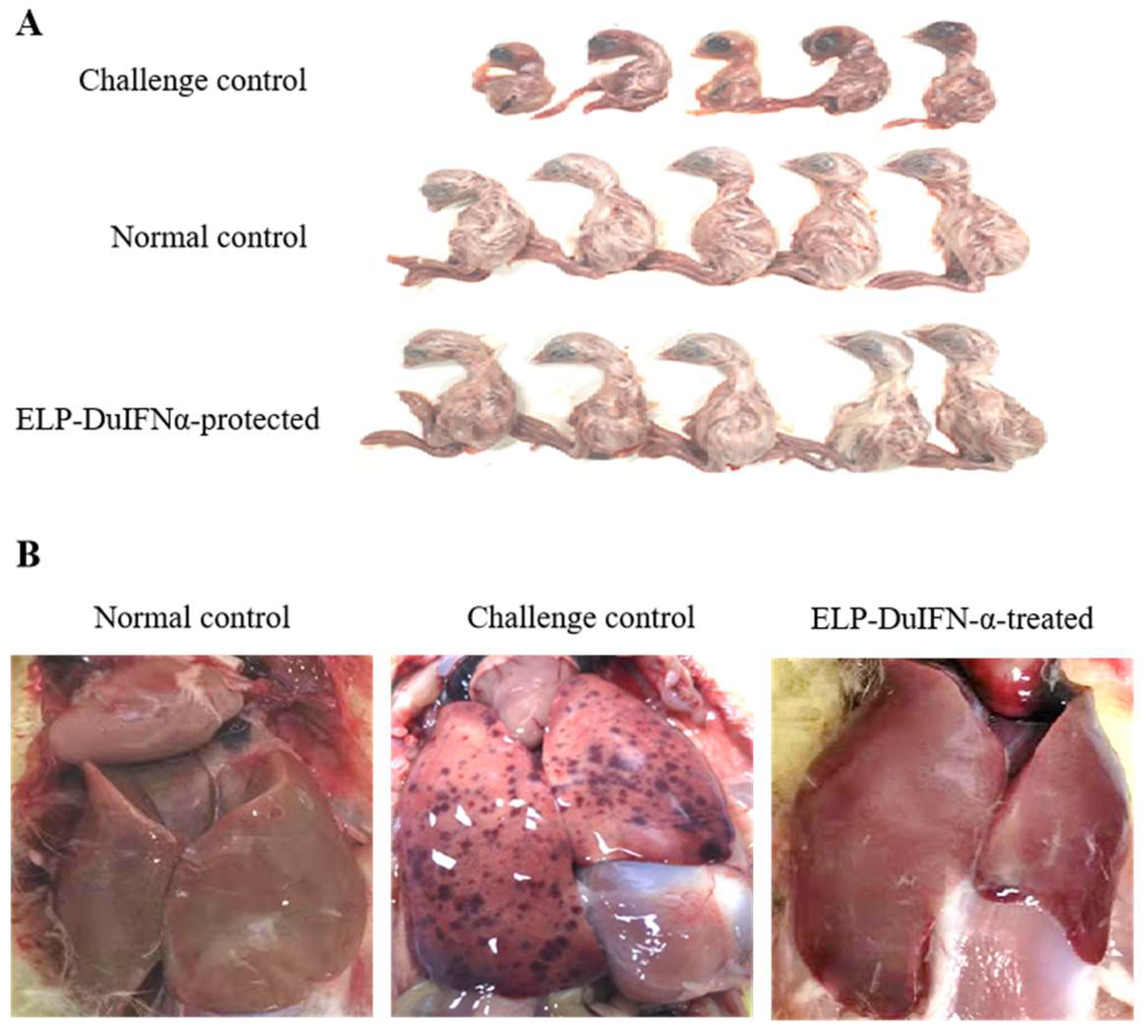 Viruses 14 00633 g004 550