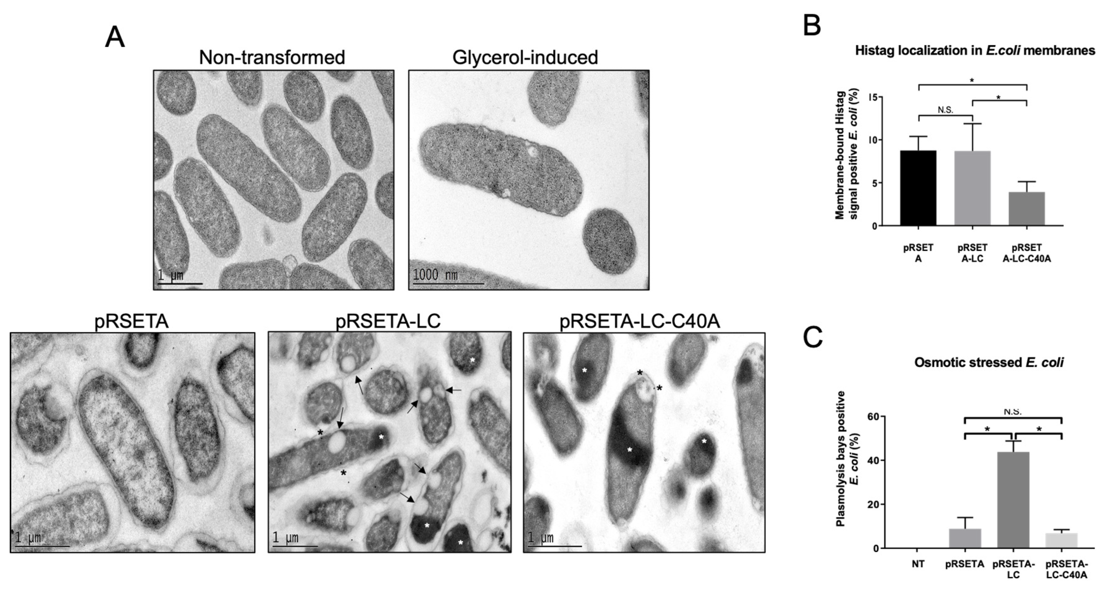 Viruses 14 00635 g005