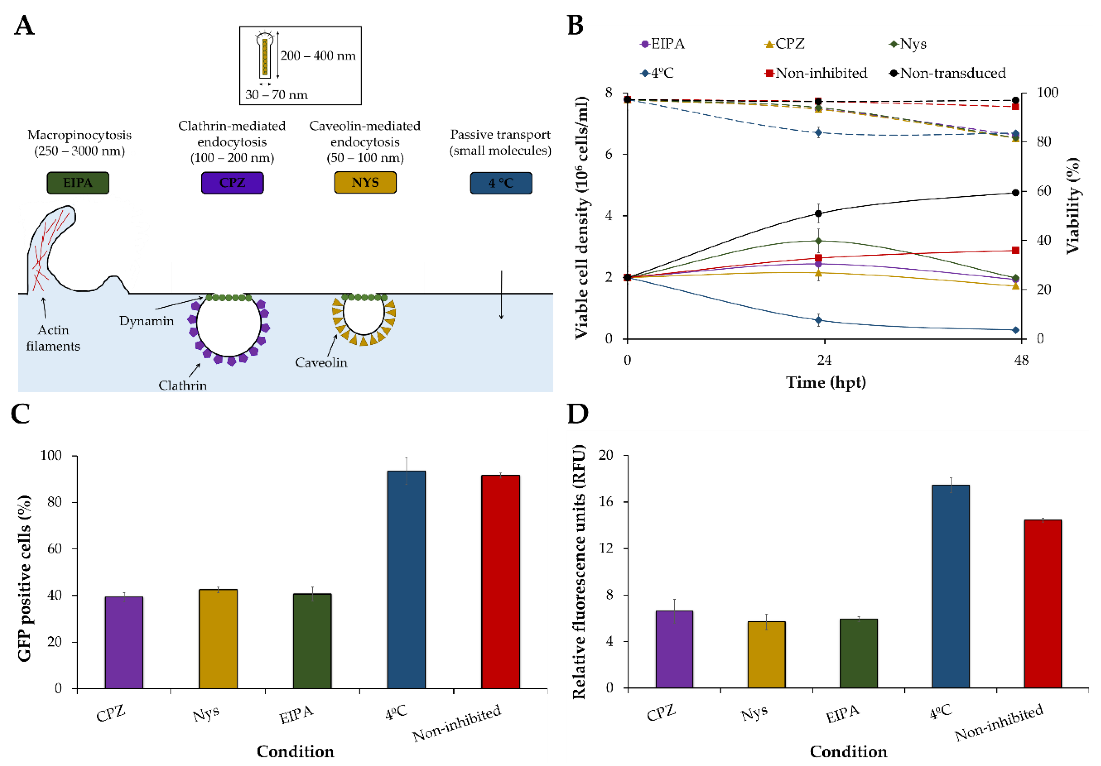 Viruses 14 00636 g004