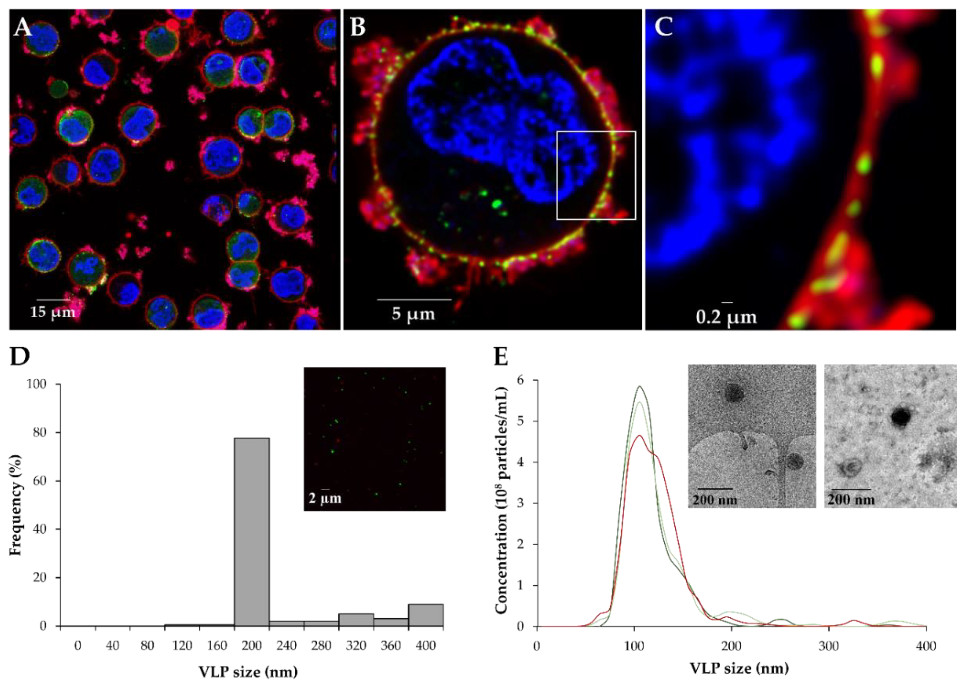 Viruses 14 00636 g005