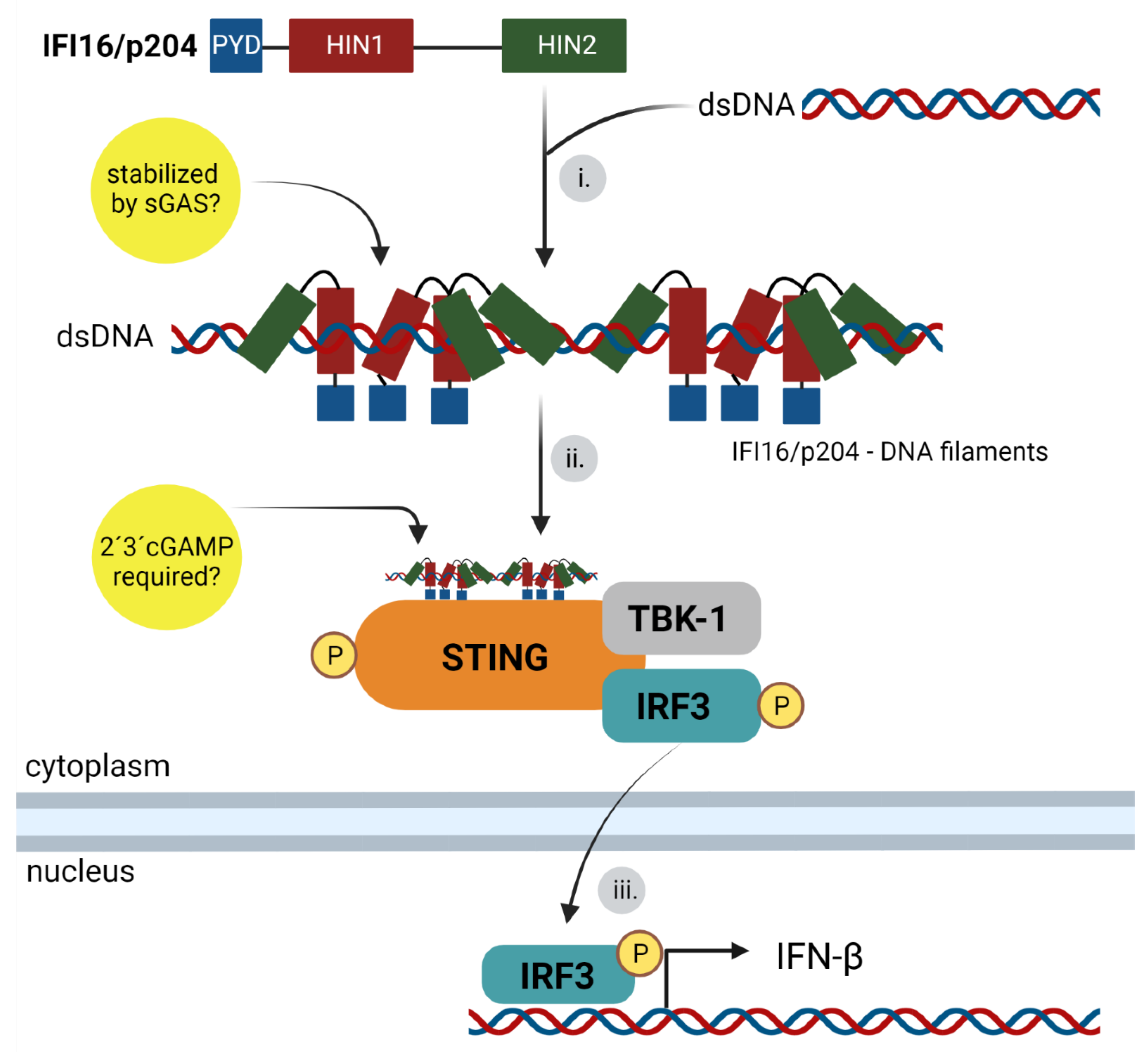 Viruses 14 00666 g005 550