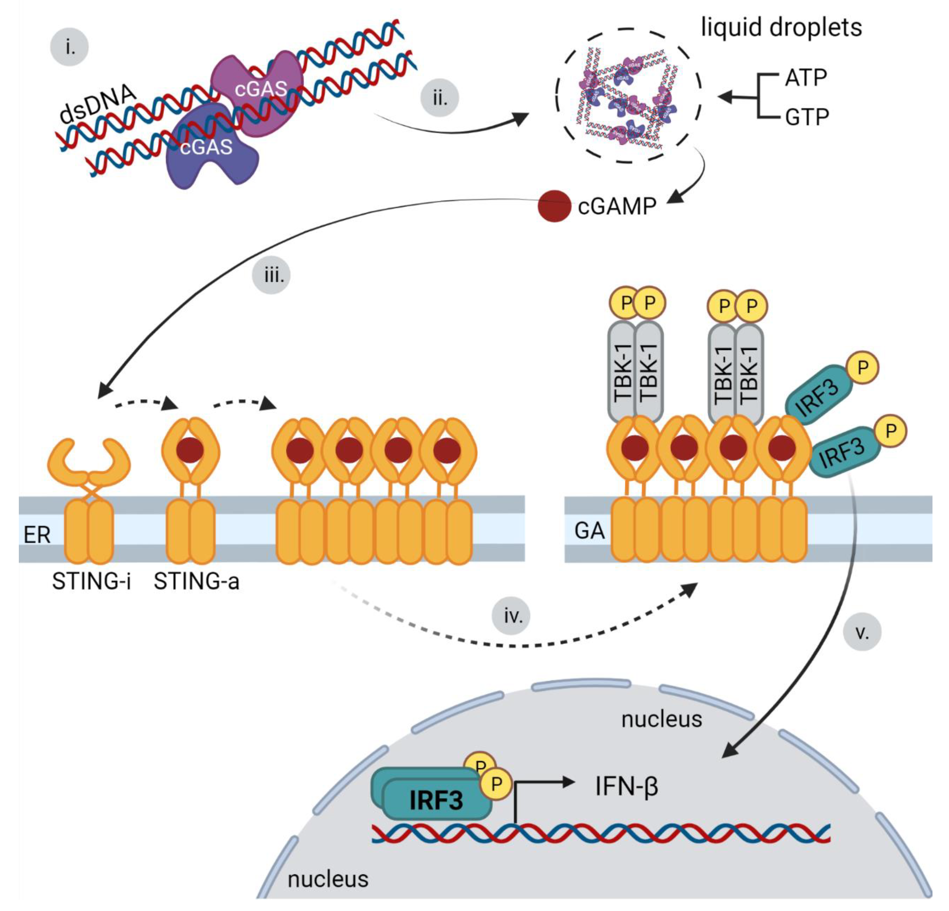 Viruses 14 00666 g006 550