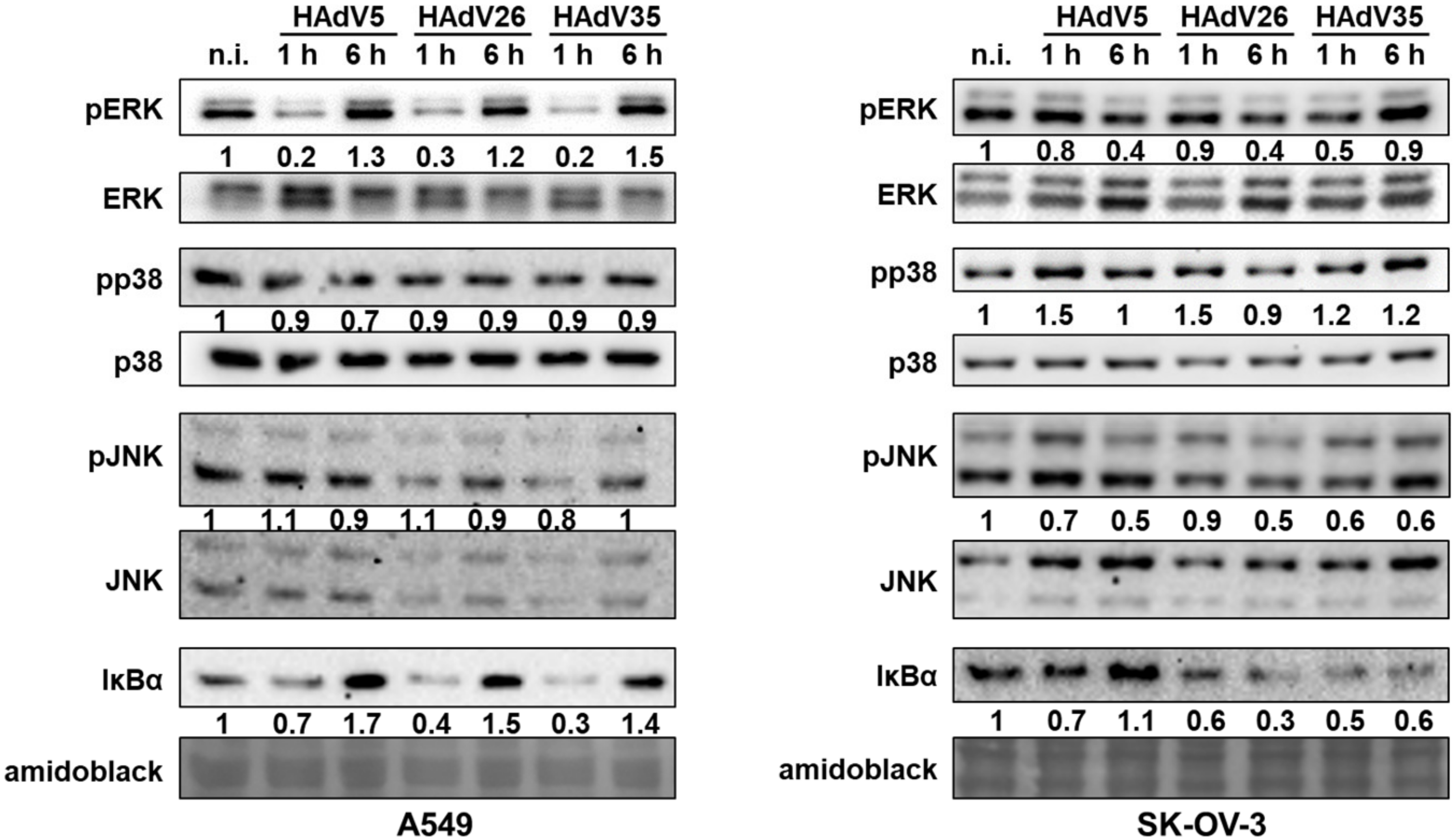 Viruses 14 00672 g005 Viruses 14 00672 g005