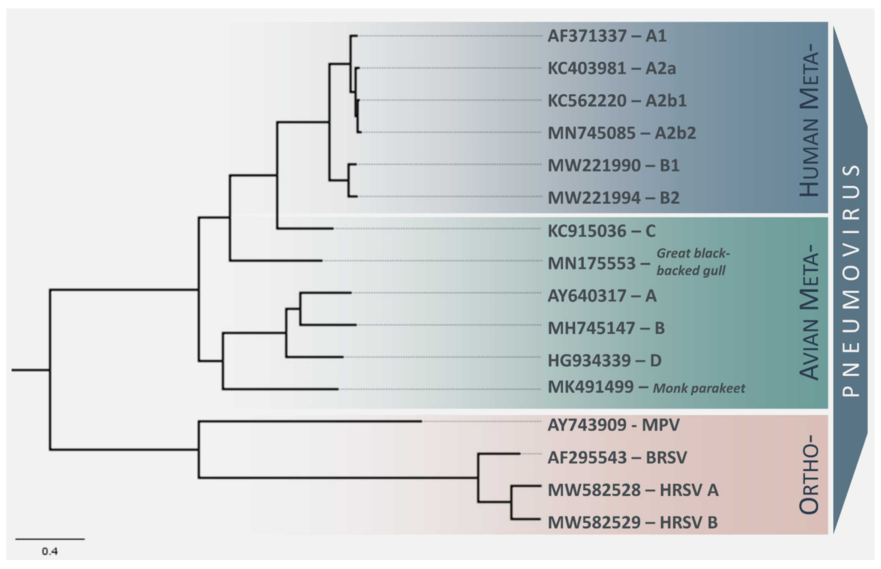 Viruses Free FullText Zoonotic Origins of Human Metapneumovirus A
