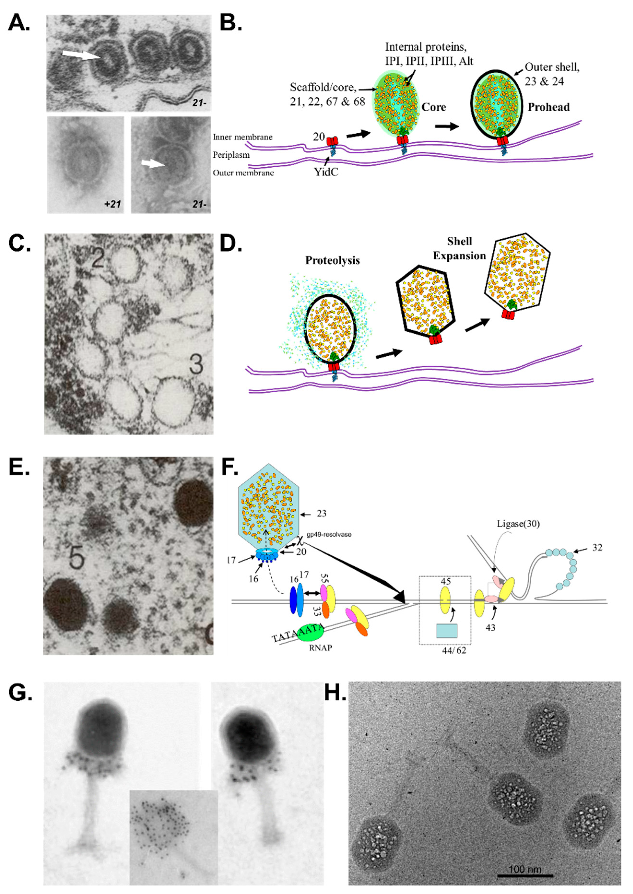 Viruses 14 00700 g001 Viruses 14 00700 g001