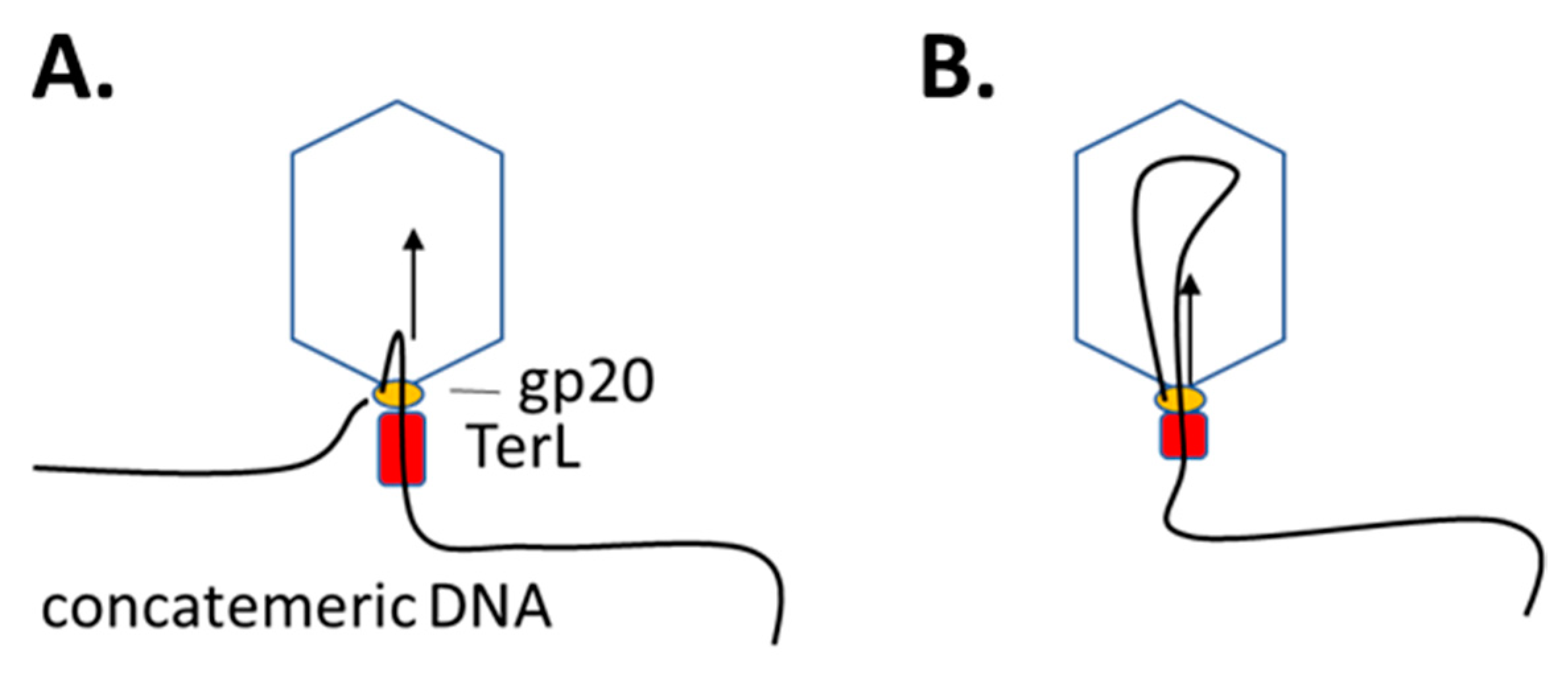 Viruses 14 00700 g002 Viruses 14 00700 g002