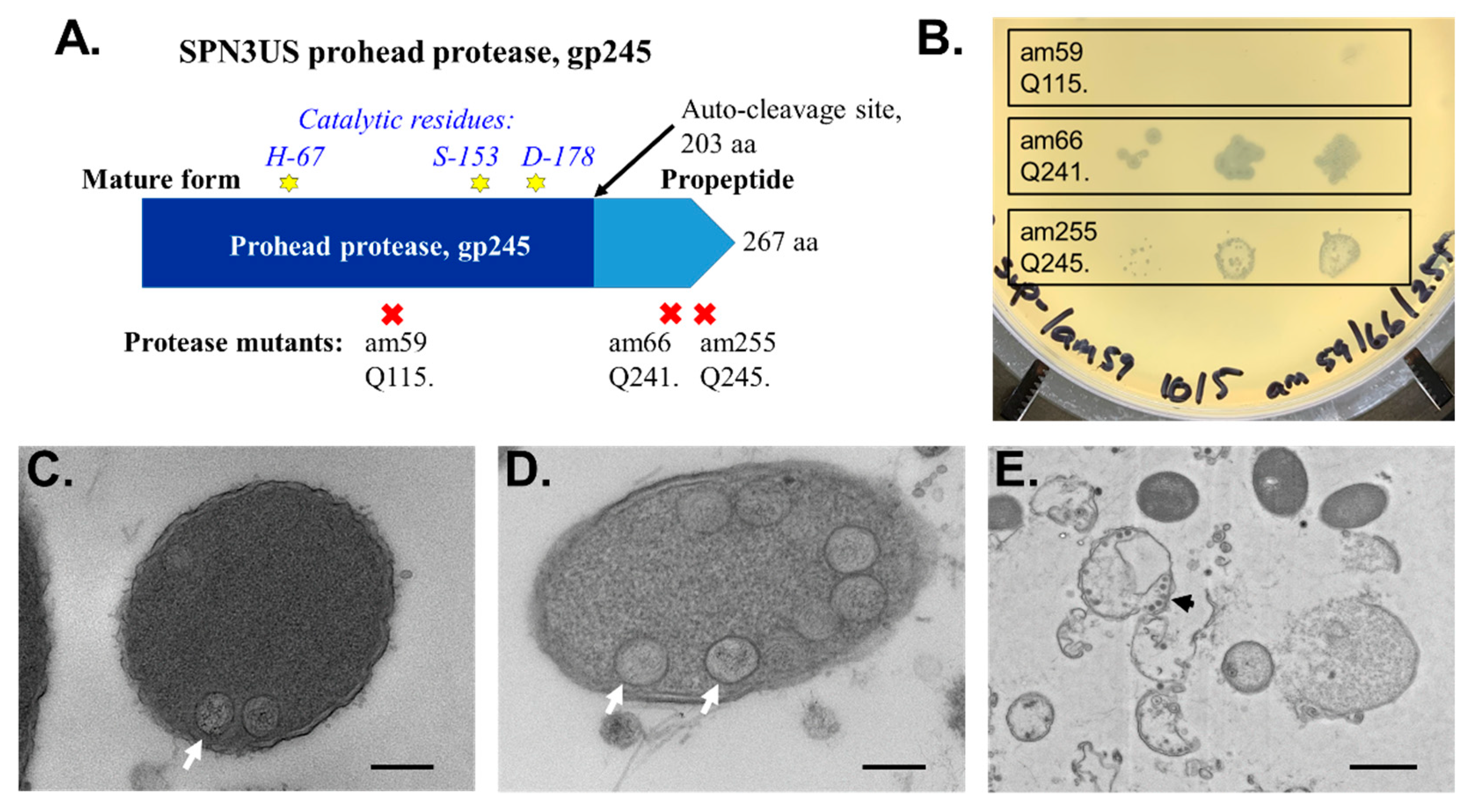 Viruses 14 00700 g006 Viruses 14 00700 g006