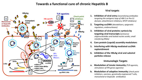 glutathione t cells car Frontiers