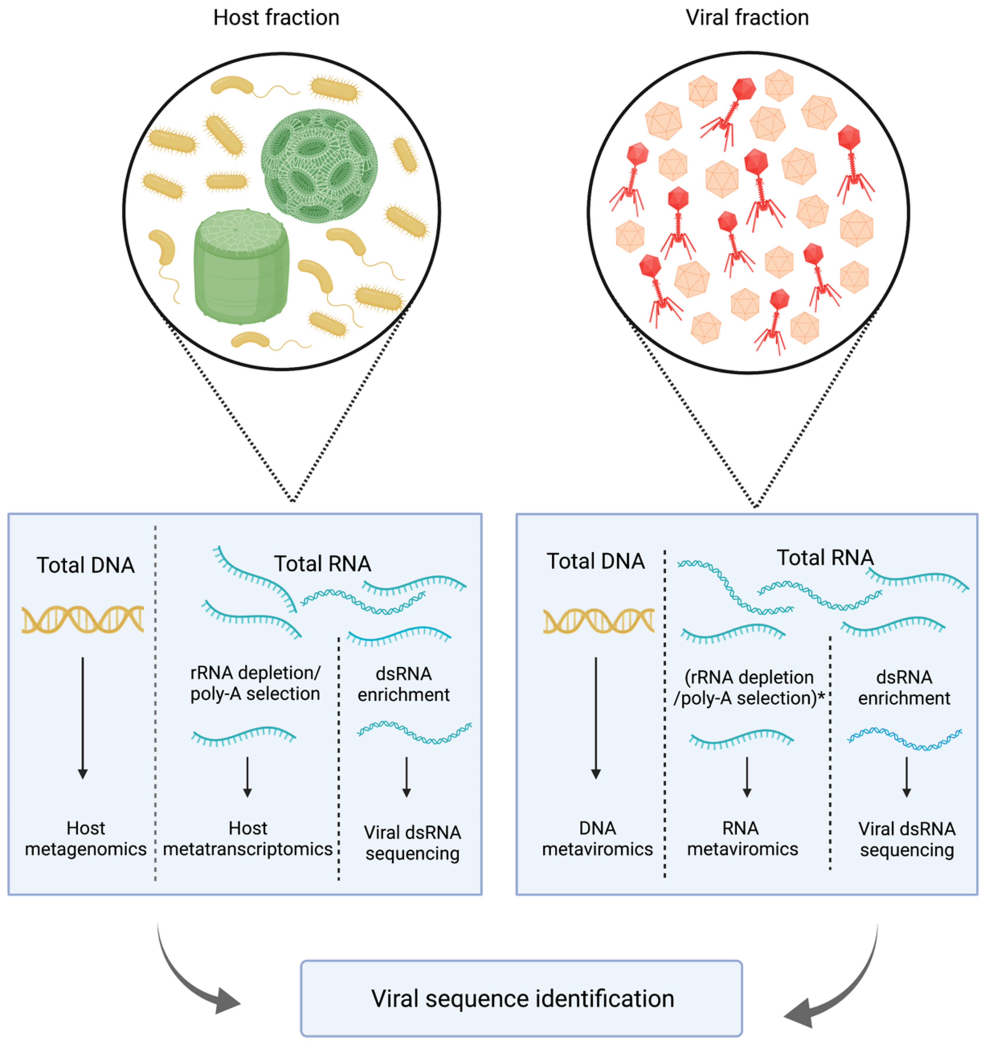 Viruses 14 00702 g003