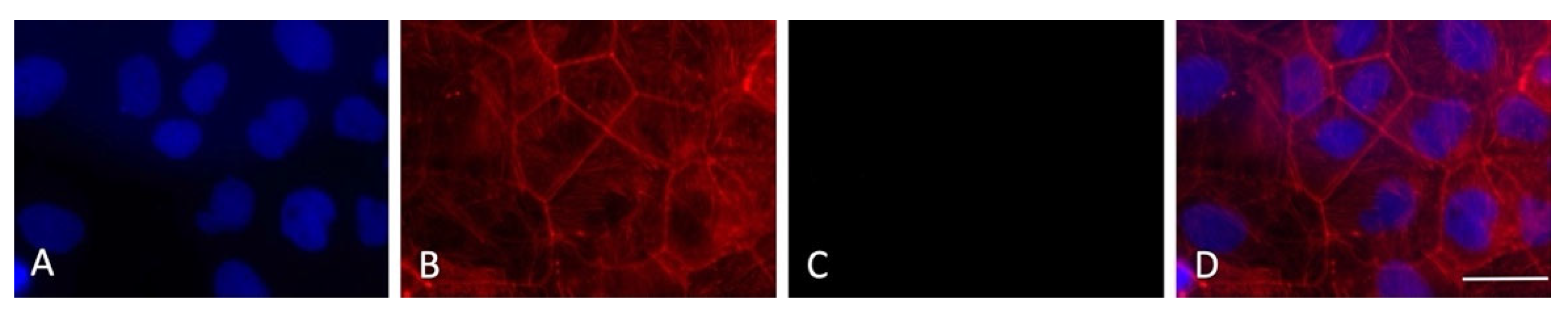 Viruses 14 00704 g008