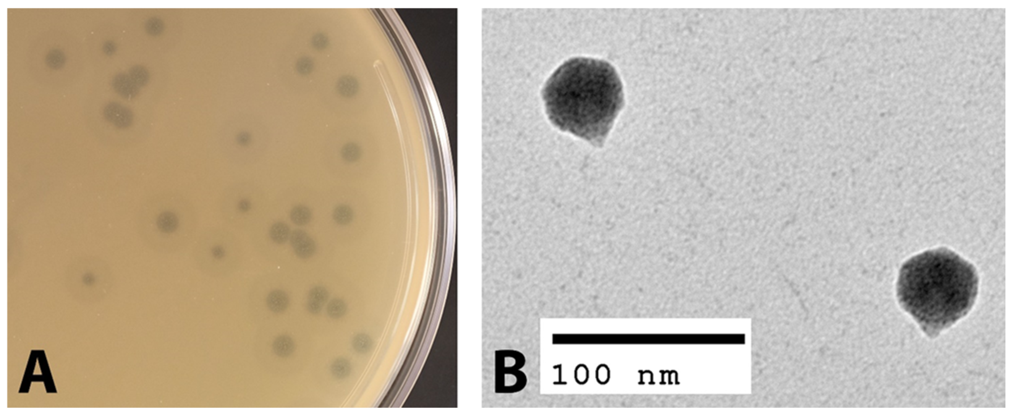 Viruses 14 00708 g001 550