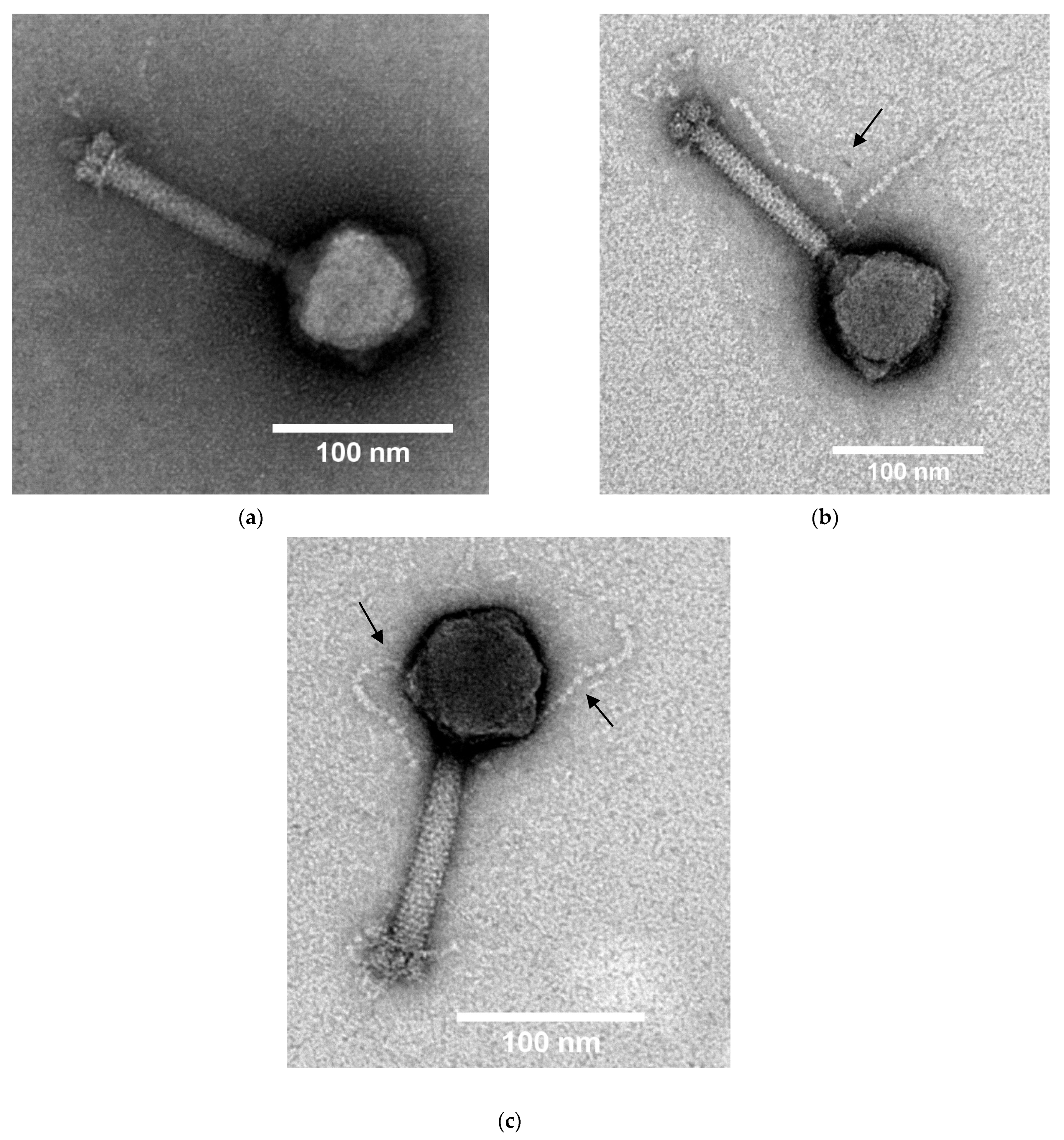 Viruses 14 00709 g002 Viruses 14 00709 g002