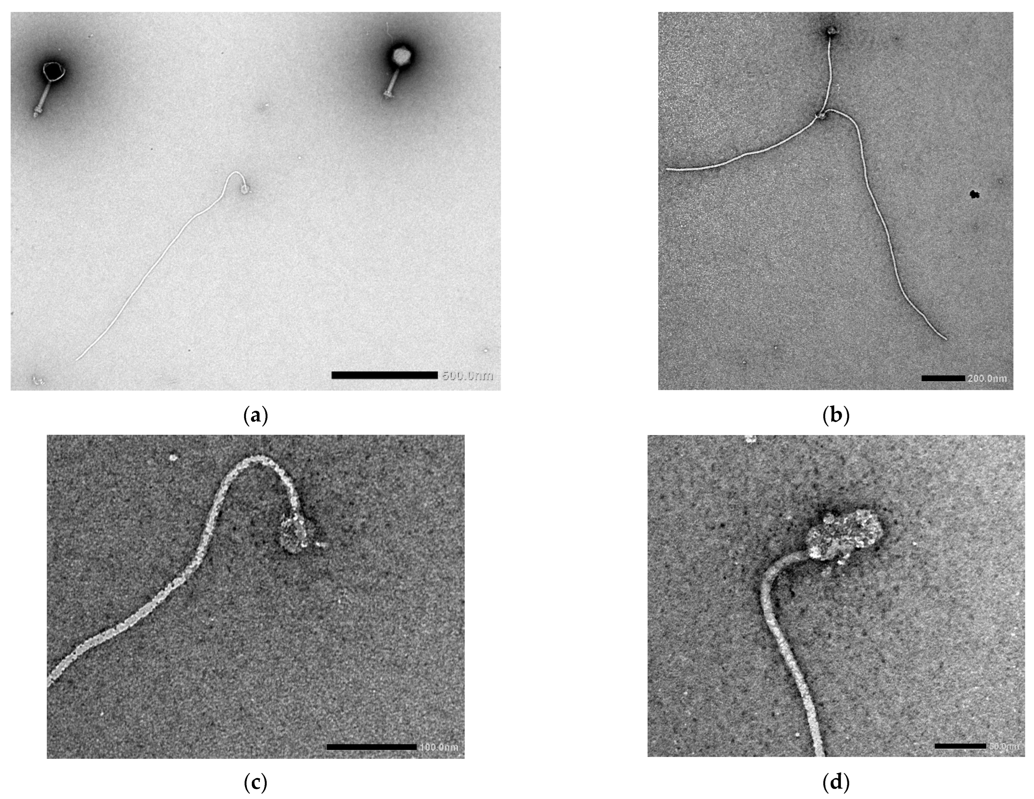 Viruses 14 00709 g003 Viruses 14 00709 g003