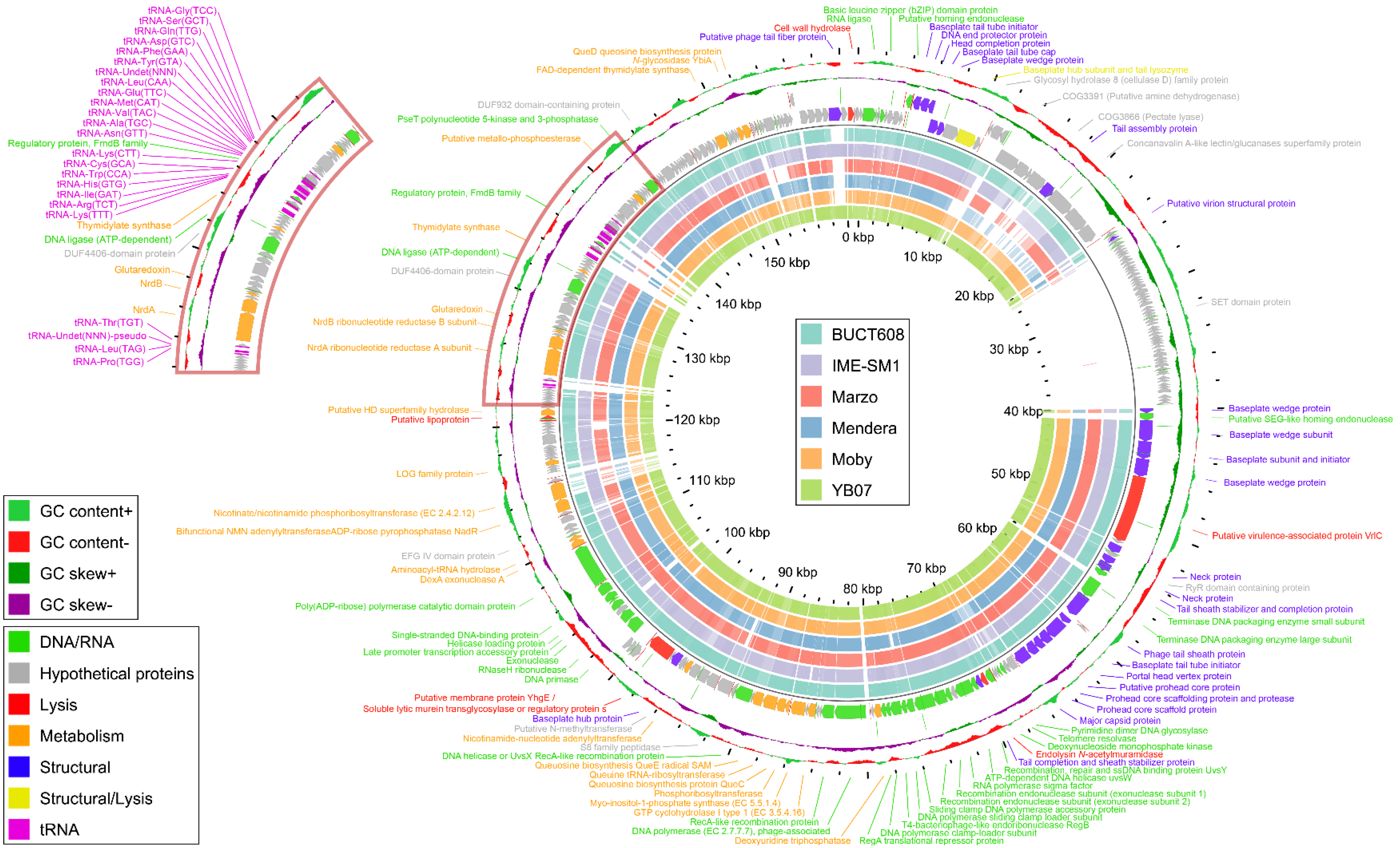 Viruses 14 00709 g007 Viruses 14 00709 g007