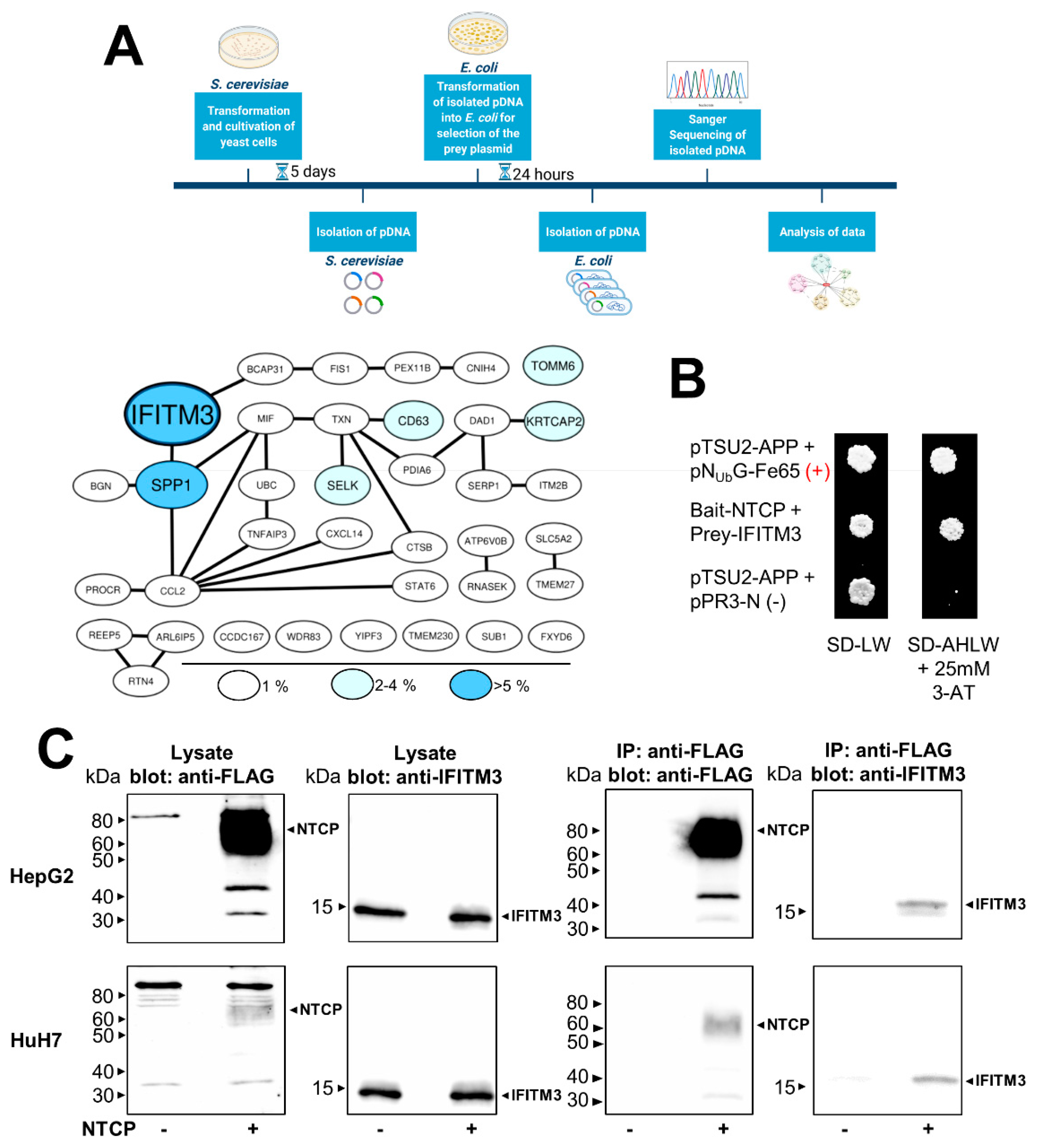 Viruses | Free Full-Text | IFITM3 Interacts with the HBV/HDV Receptor NTCP  and Modulates Virus Entry and Infection