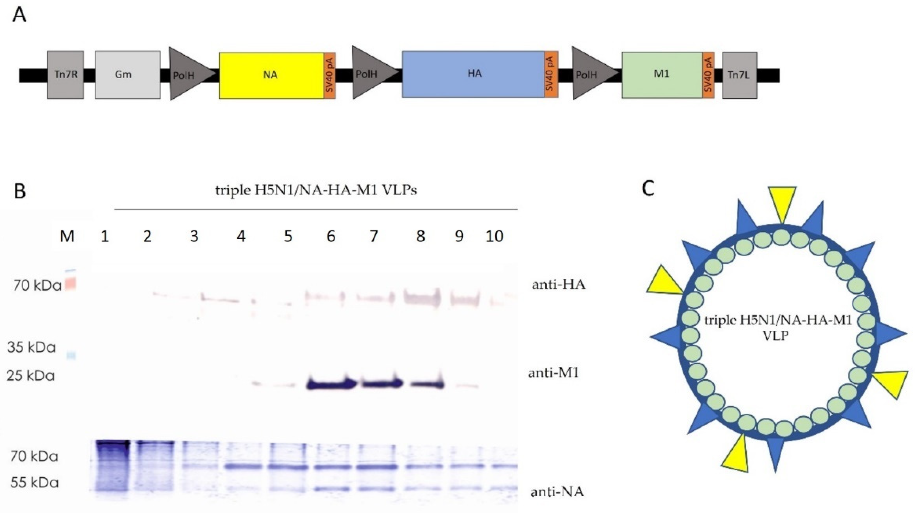 Viruses 14 00730 g001