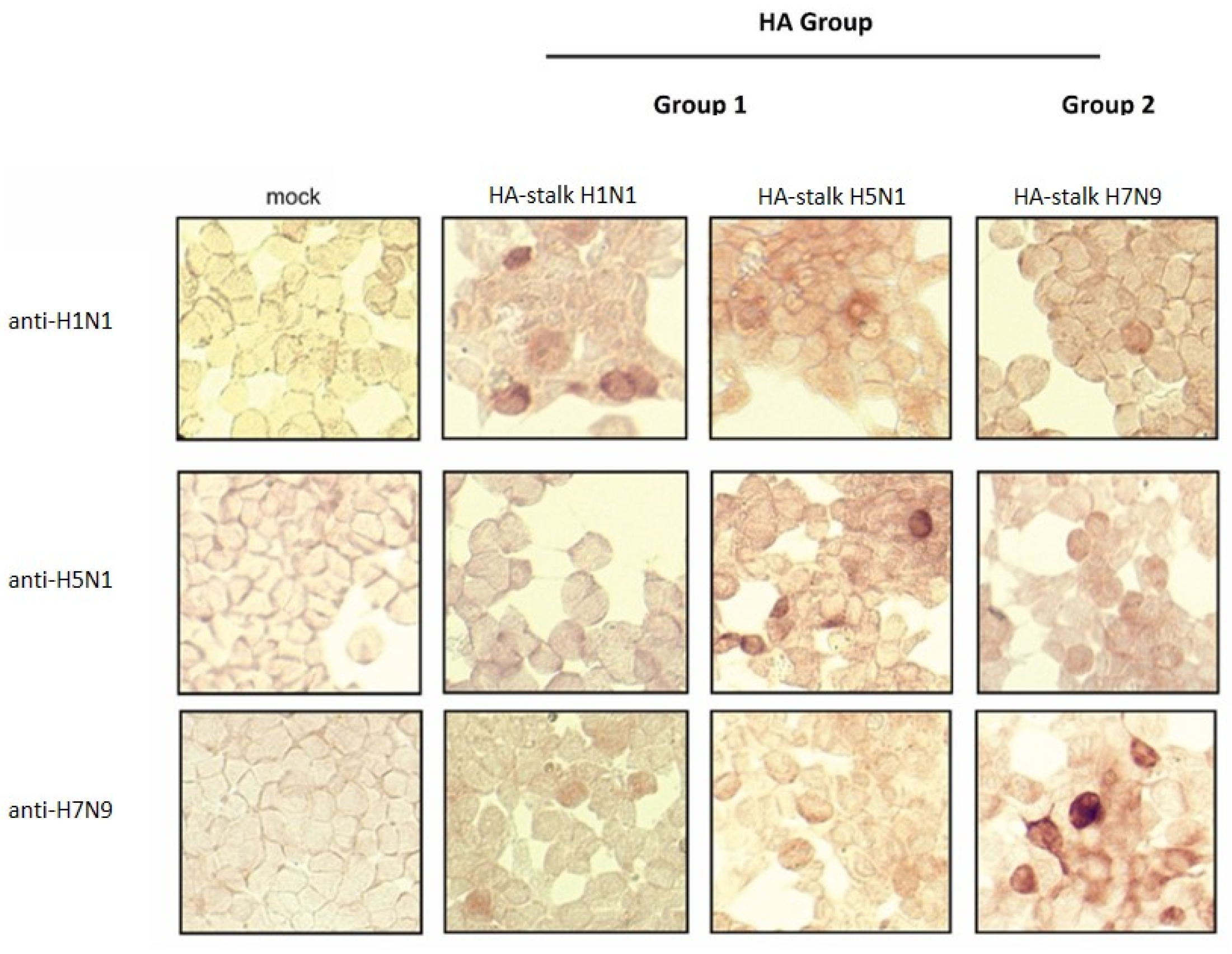 Viruses 14 00730 g008