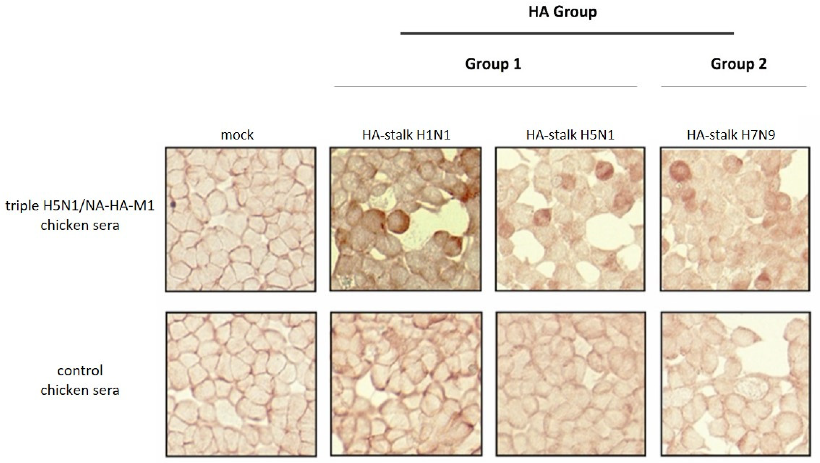Viruses 14 00730 g009