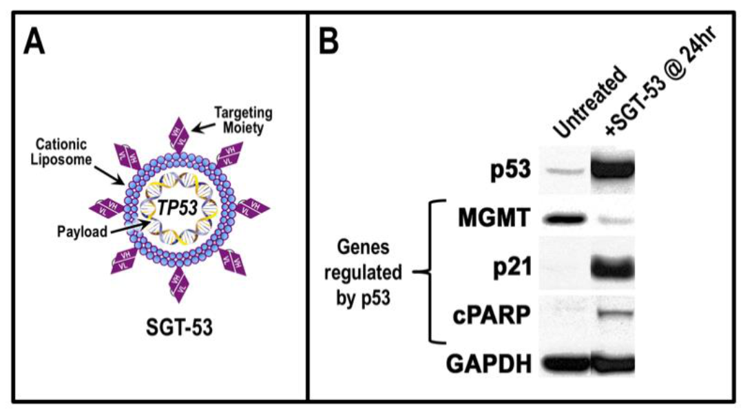 Viruses 14 00739 g002
